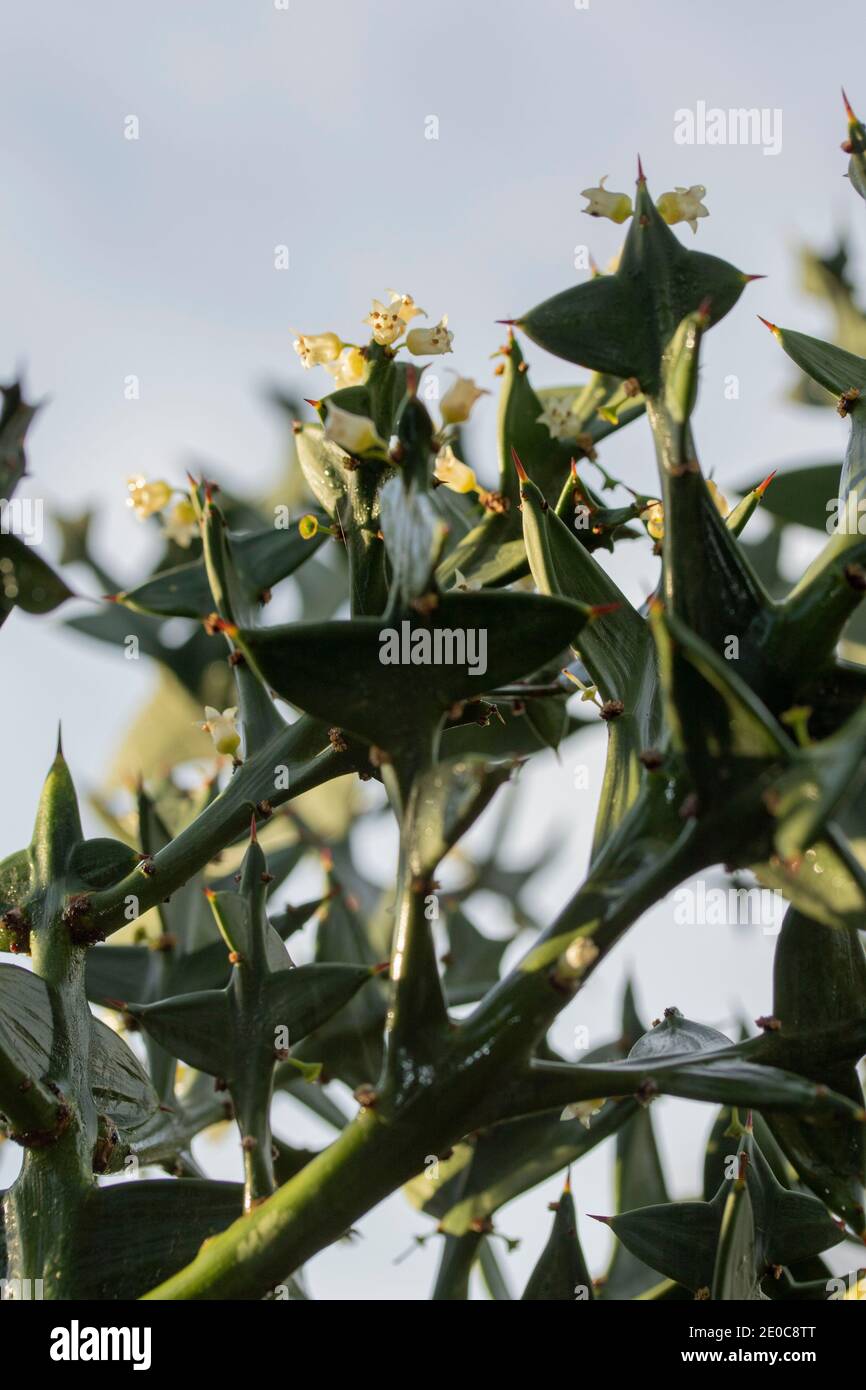 Auffällige Colletia paradoxa Pflanze und winzige weiße Blumen Stockfoto