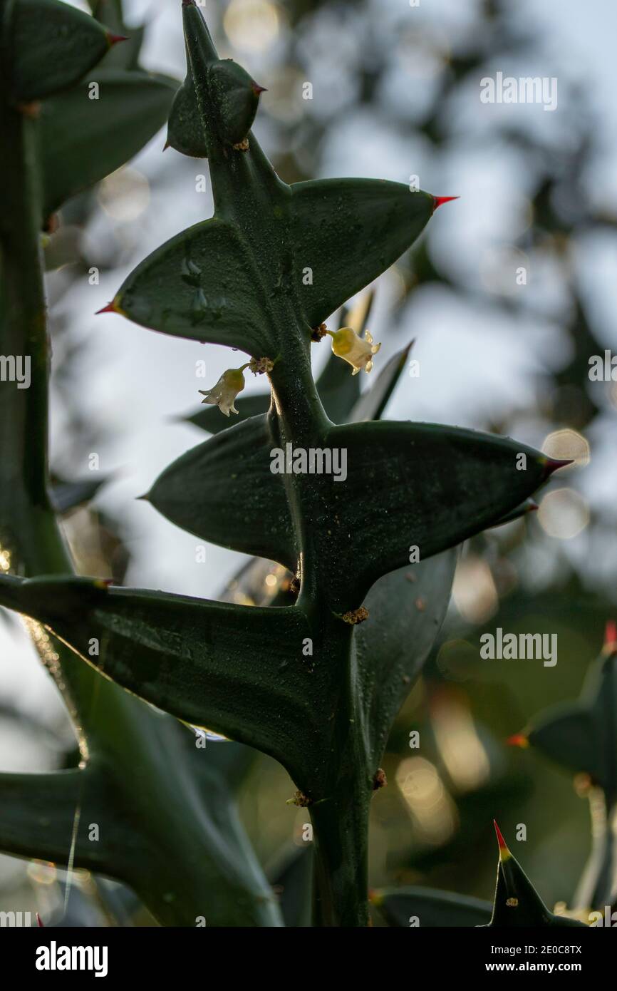 Auffällige Colletia paradoxa Pflanze und winzige weiße Blumen Stockfoto