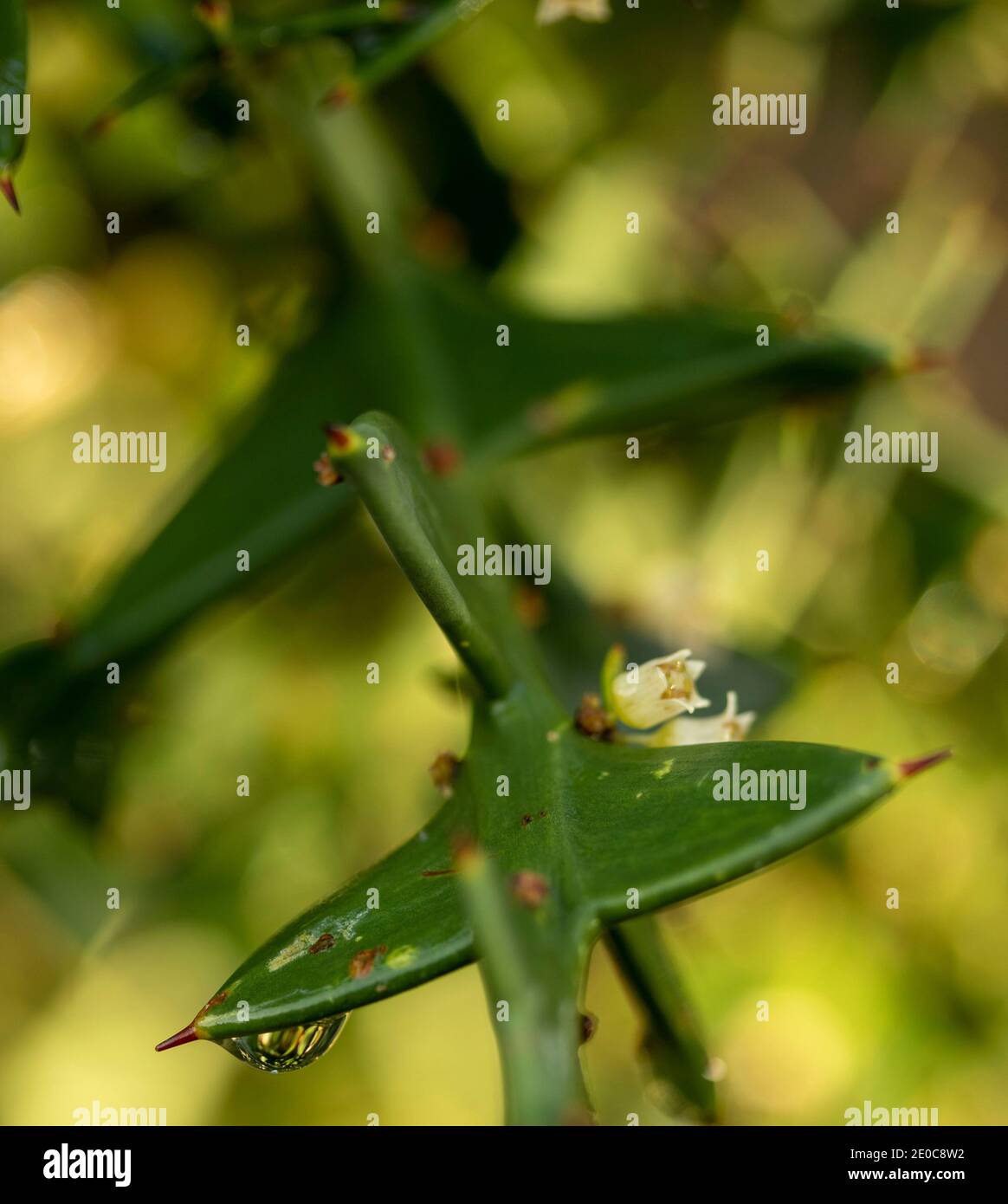 Auffällige Colletia paradoxa Pflanze und winzige weiße Blumen Stockfoto
