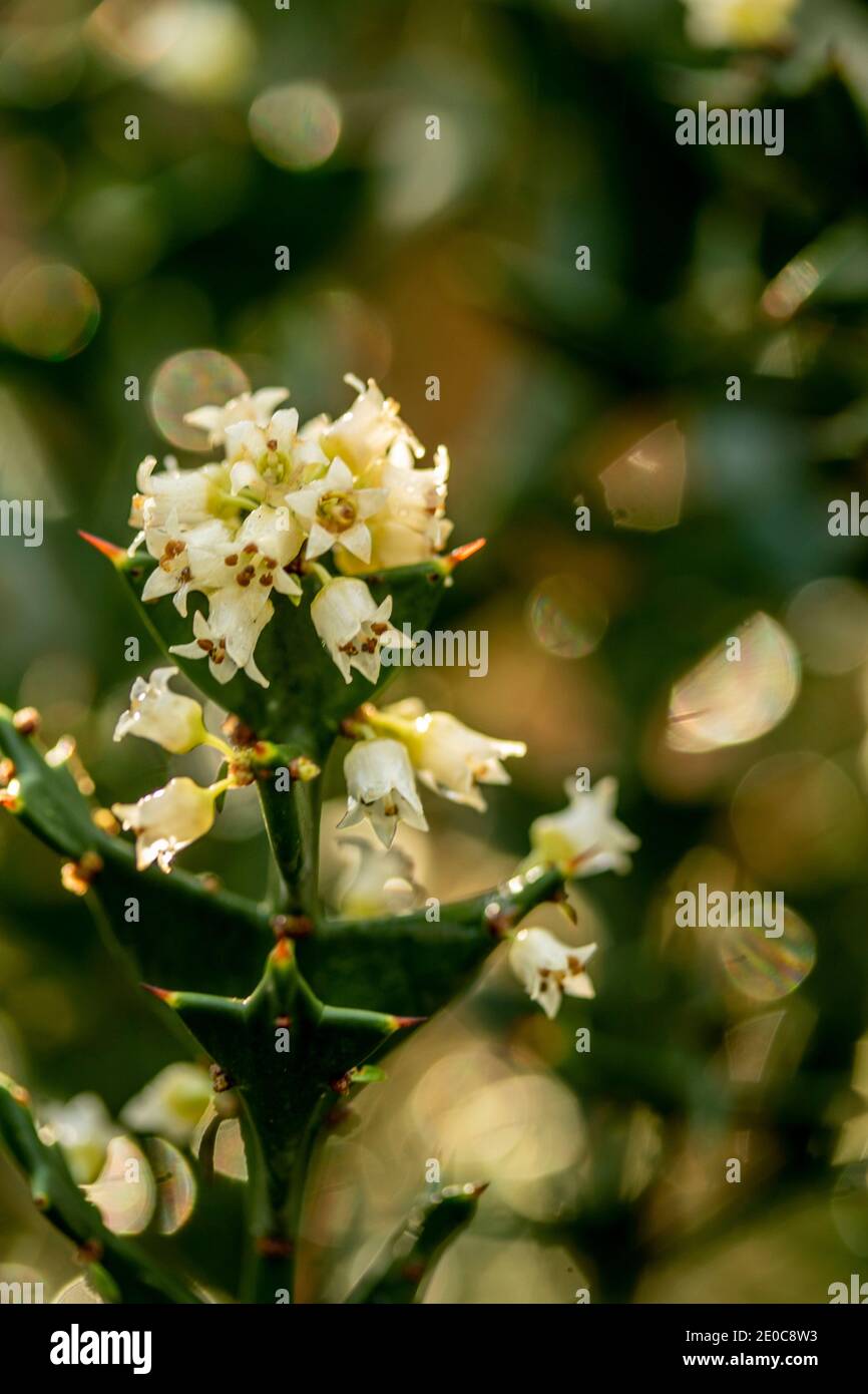 Auffällige Colletia paradoxa Pflanze und winzige weiße Blumen Stockfoto