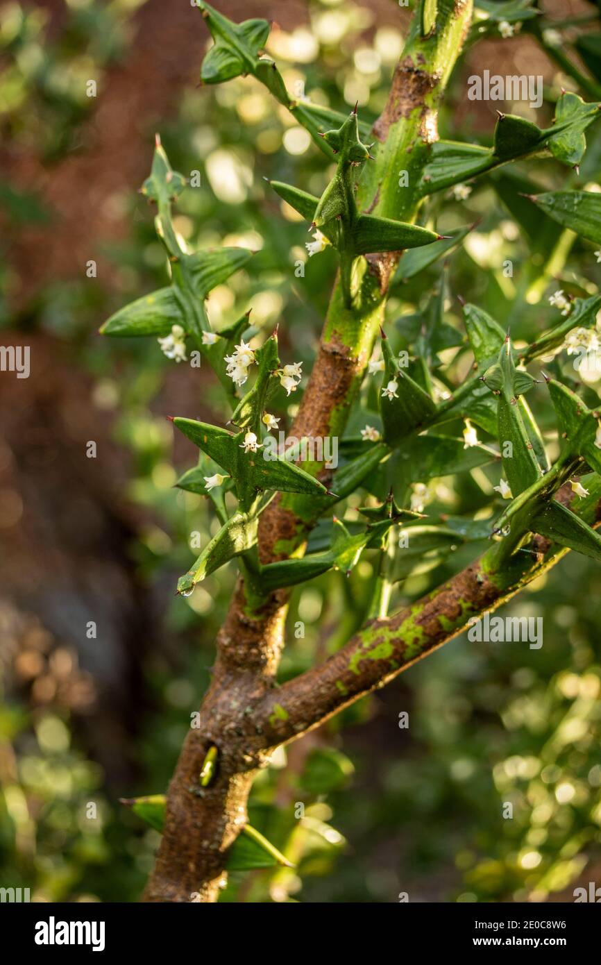 Auffällige Colletia paradoxa Pflanze und winzige weiße Blumen Stockfoto
