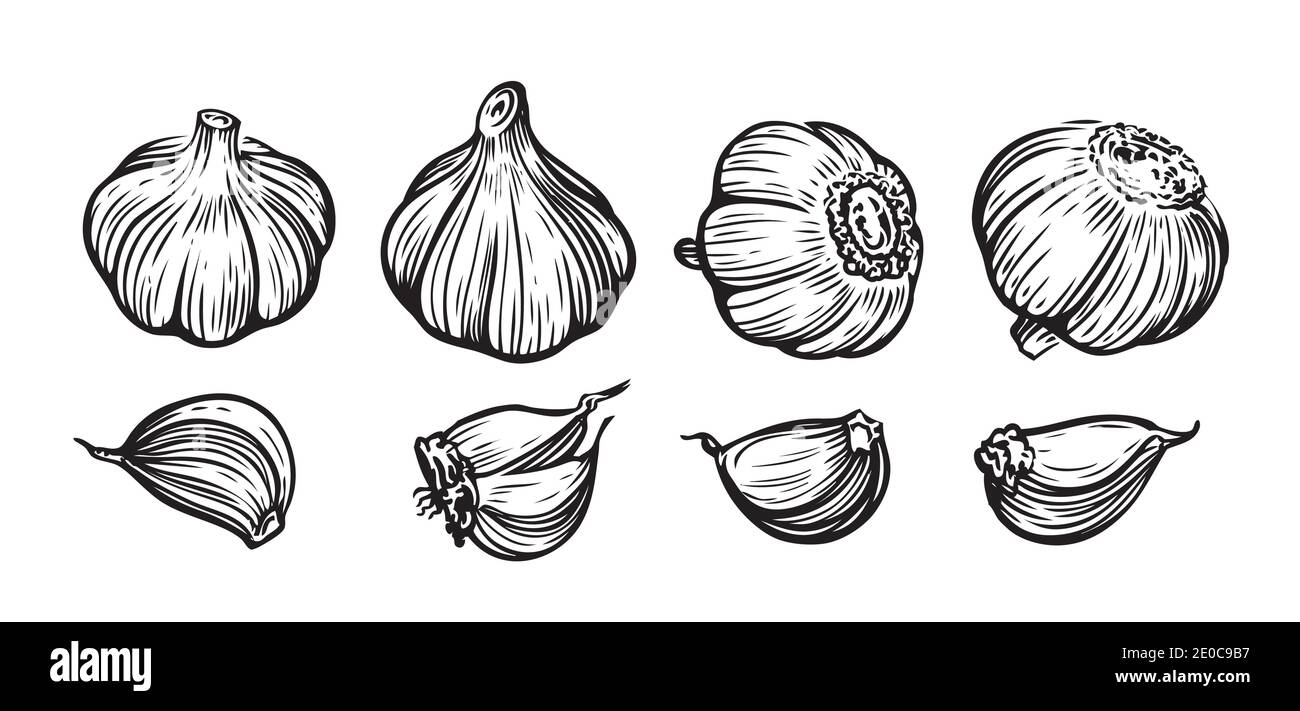Handgezeichneter Vektor-Illustrationsset für Knoblauch. Gemüse, Lebensmittel, in Scheiben geschnittene Stücke Stock Vektor