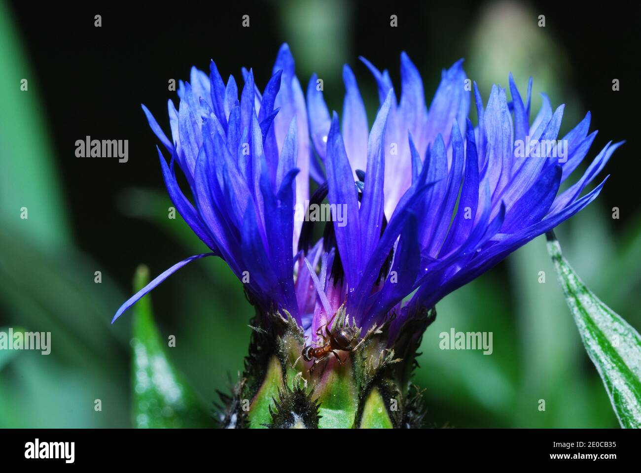 Wunderschönes Dunkelblau mit einer frischen Kornblume Ameisengröße Ansicht Stockfoto