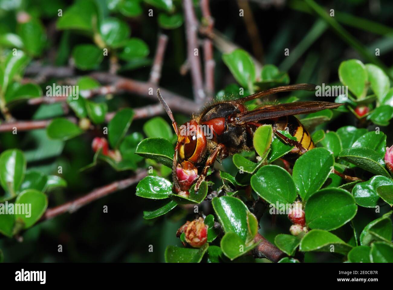 Große Hornisse kriechen auf vielen Blüten im Frühjahr und Garten Stockfoto