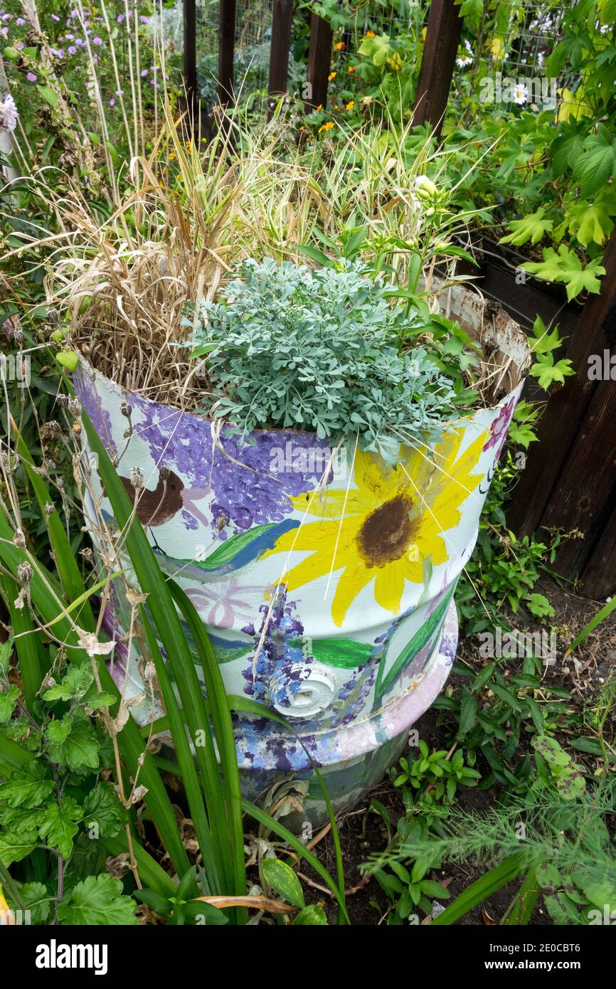 Gartenpflanzen wachsen im alten Fass Stockfoto