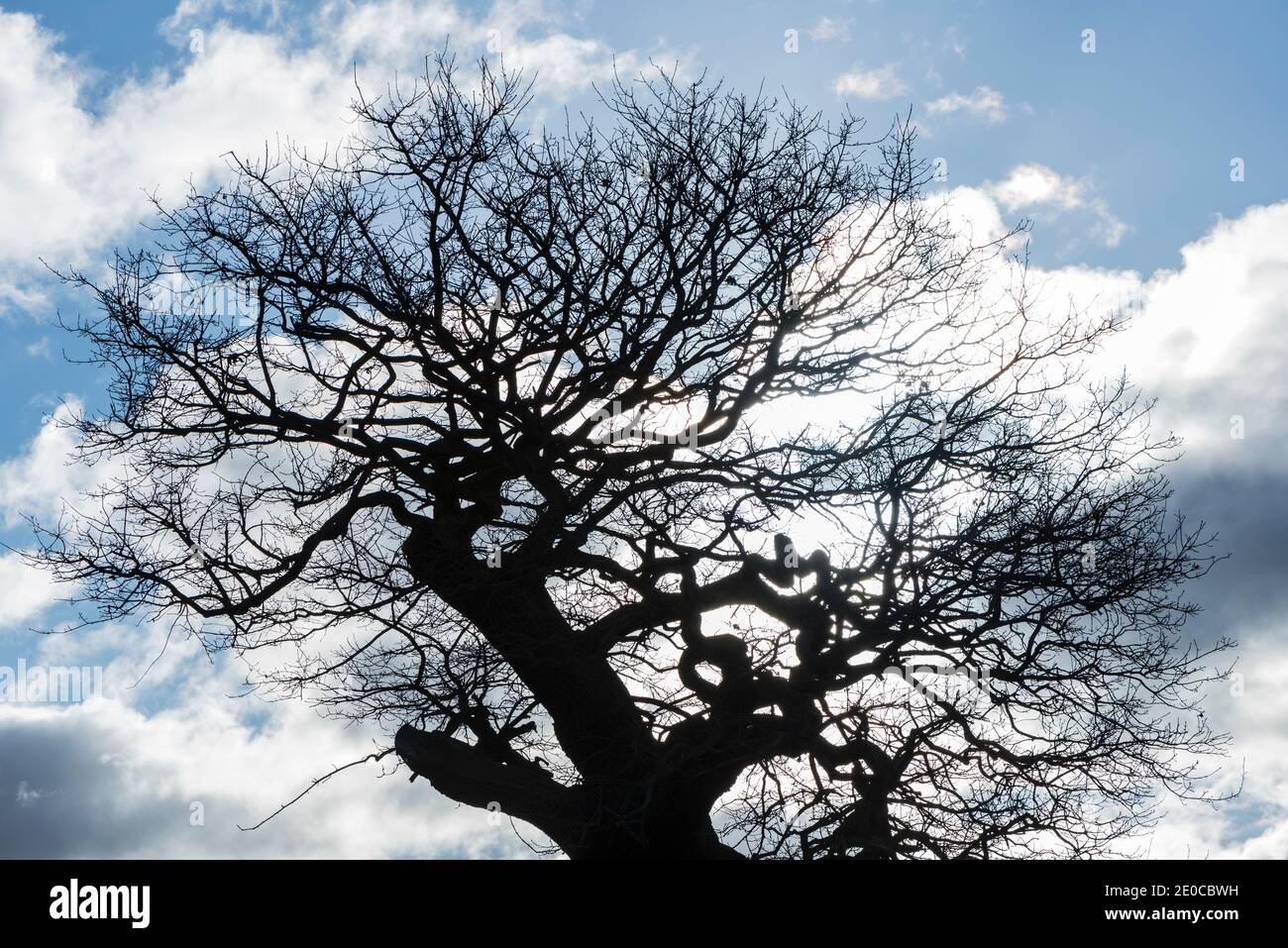 Eiche (Quercus sp) im Winter Stockfoto