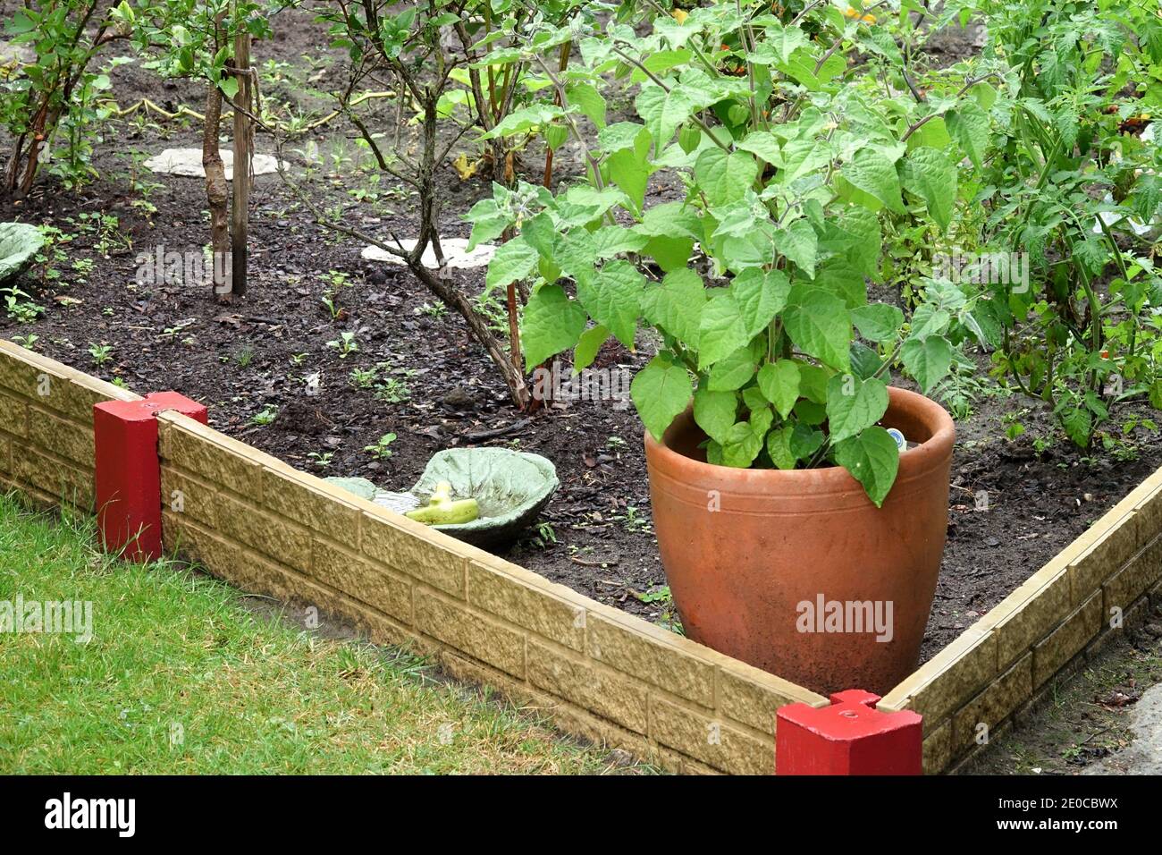 Holzhochbett in Gartenpflanzen im Topf Stockfoto
