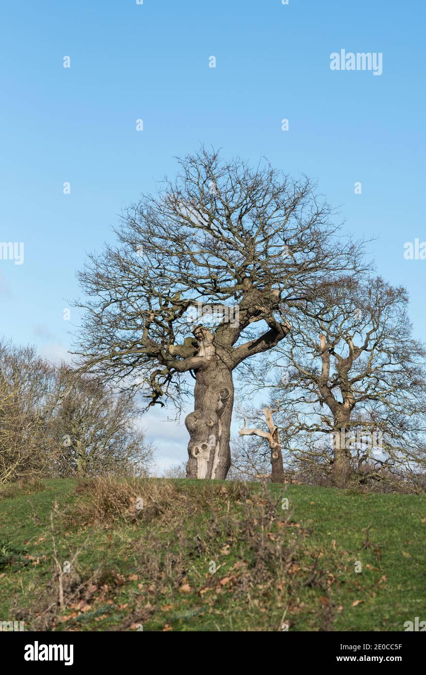 Eiche (Quercus sp) im Winter Stockfoto