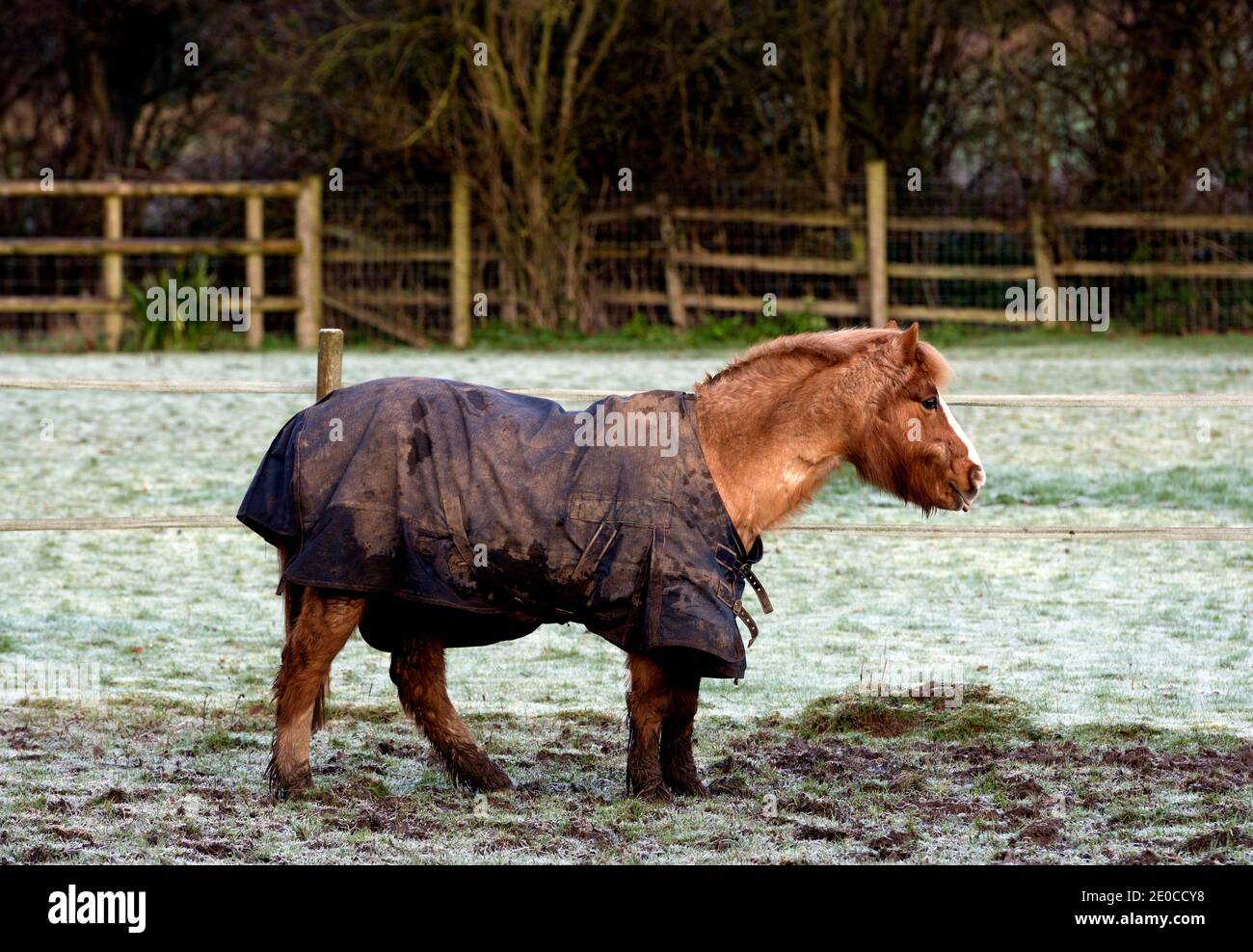 Ein Pferd trägt einen Teppich im Winter, Warwickshire, Großbritannien Stockfoto