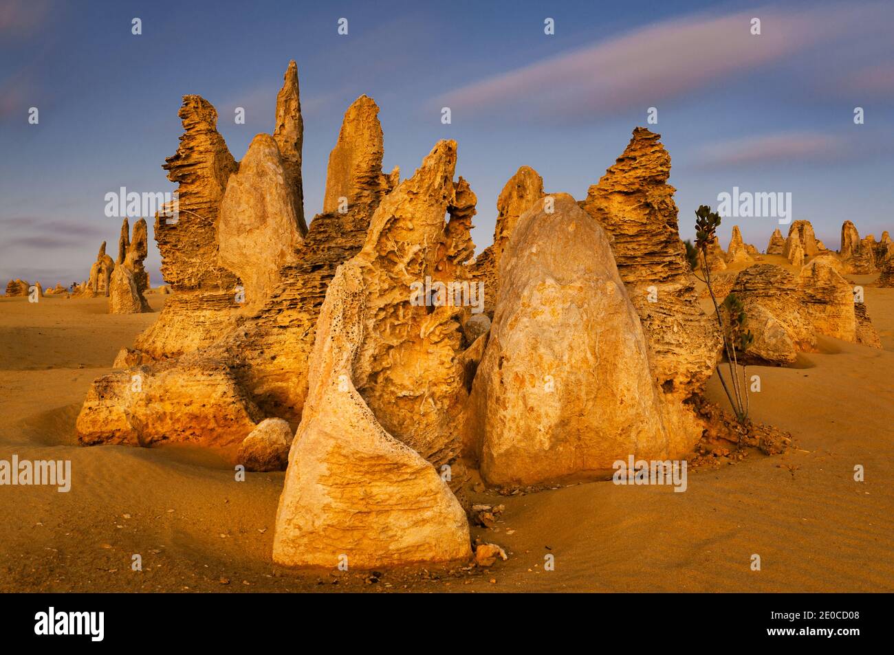 Die Pinnacles sind ein Naturwunder geschützt im Nambung Nationalpark. Stockfoto