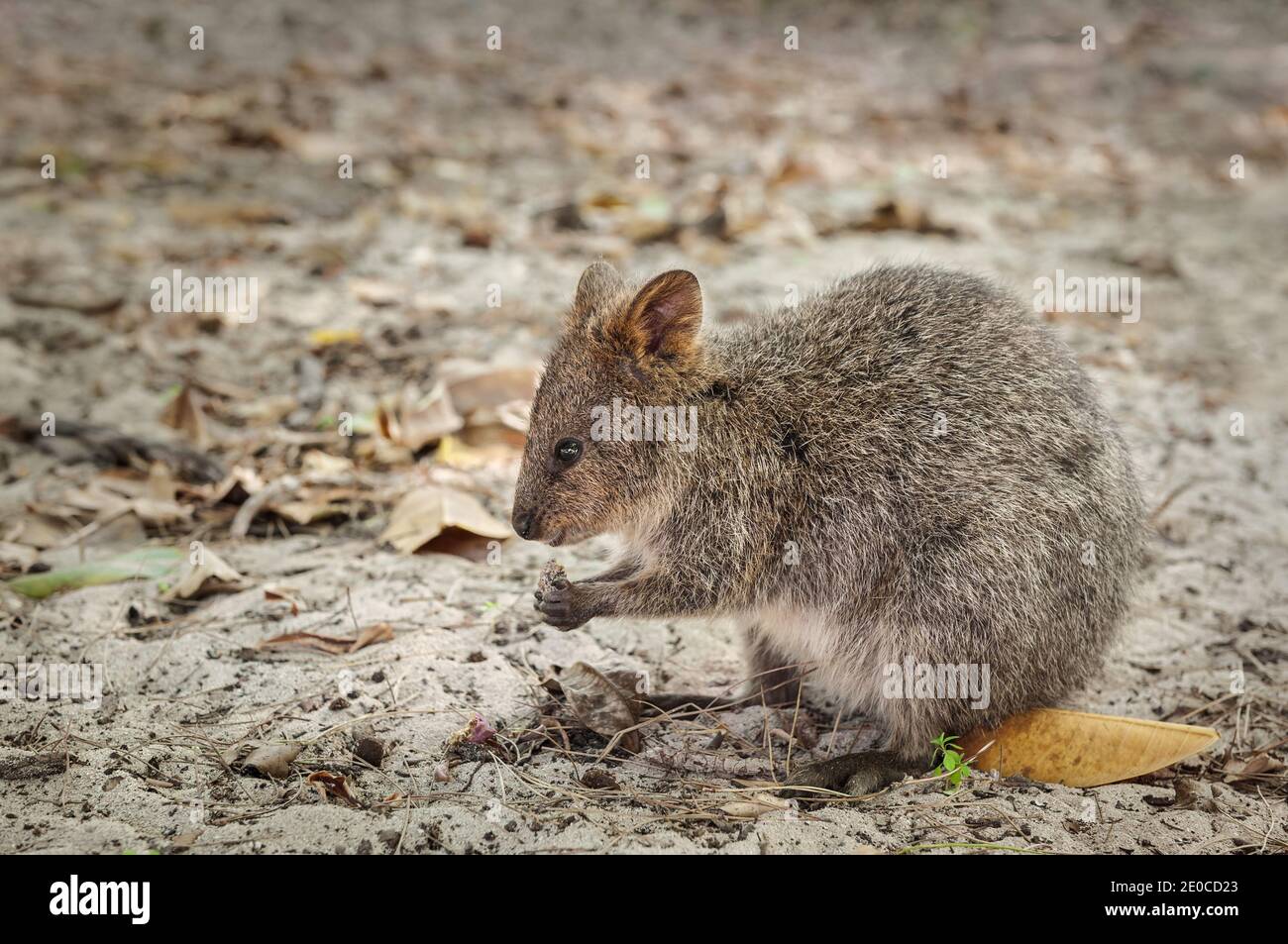 Eine Quokka ist eine kleine, bedrohte Känguruhart, die auf Rottnest Island lebt. Stockfoto