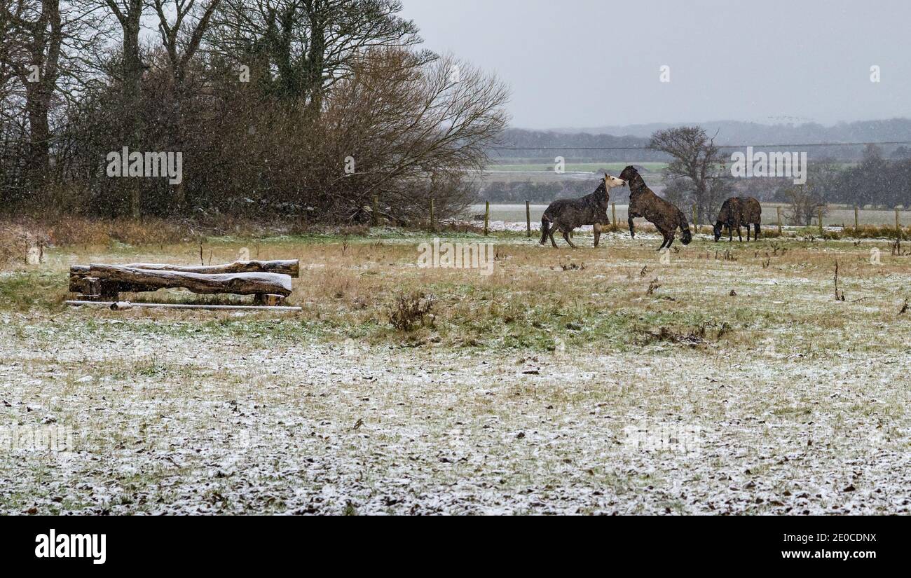 East Lothian, Schottland, Großbritannien, 31. Dezember 2020. UK Wetter: Pferde tummeln sich, während es schneit. Drei Pferde, die Pferdedecken auf einem Feld tragen, scheinen den Schnee im Winter zu genießen Stockfoto