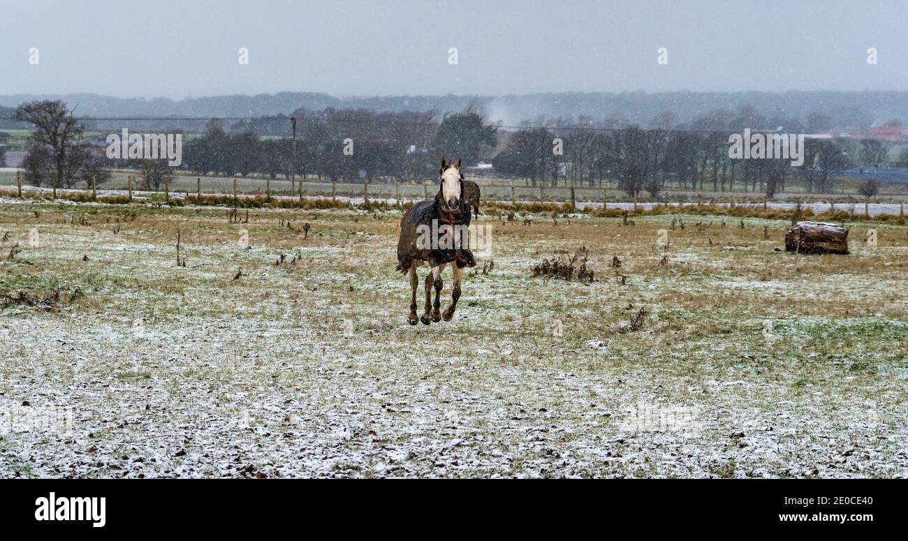 East Lothian, Schottland, Großbritannien, 31. Dezember 2020. UK Wetter: Pferde tummeln sich, während es schneit. Drei Pferde, die Pferdedecken auf einem Feld tragen, scheinen den Schnee im Winter zu genießen Stockfoto
