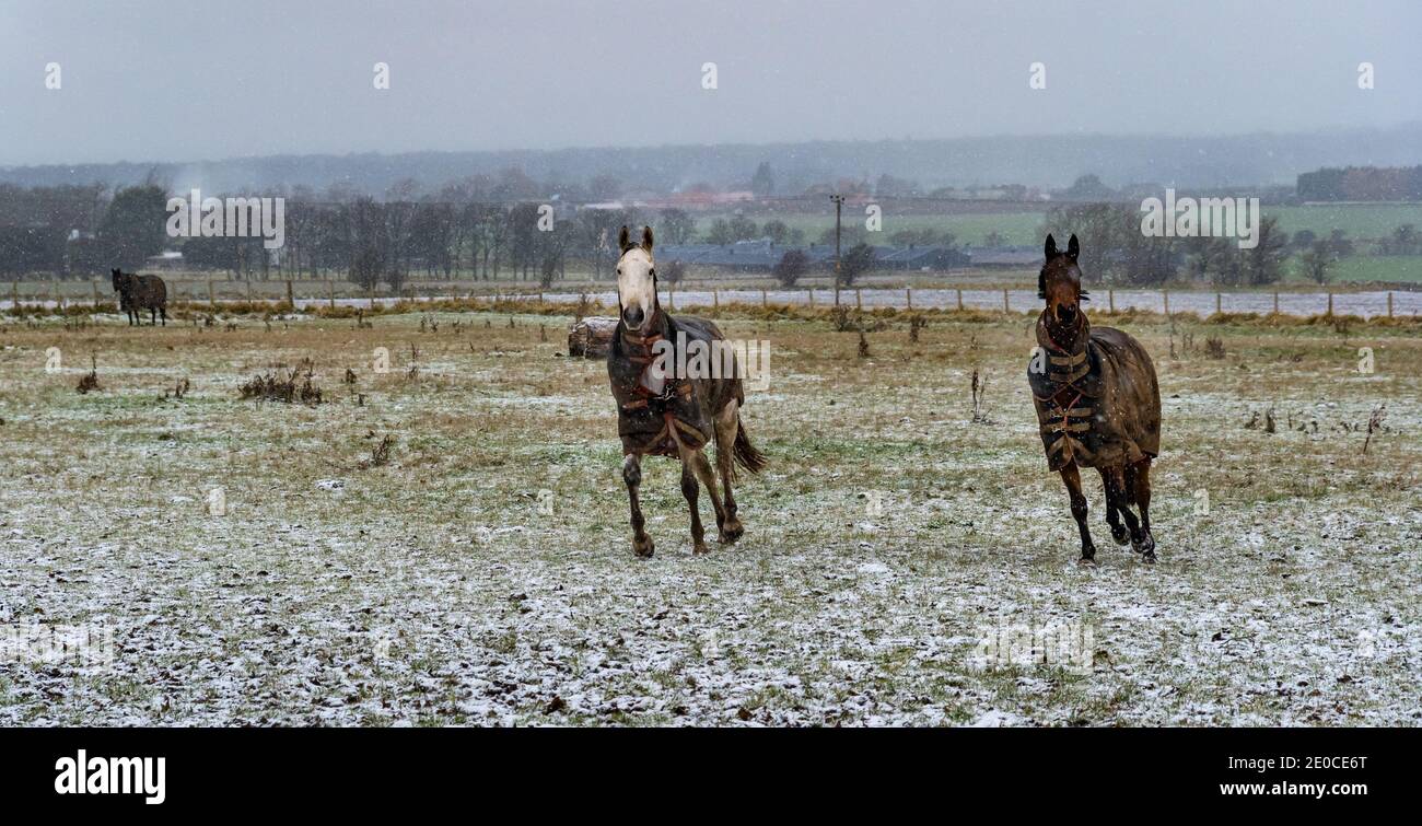 East Lothian, Schottland, Großbritannien, 31. Dezember 2020. UK Wetter: Pferde tummeln sich, während es schneit. Drei Pferde, die Pferdedecken auf einem Feld tragen, scheinen den Schnee im Winter zu genießen Stockfoto