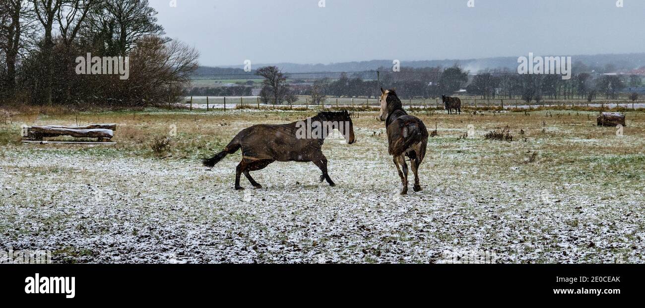 East Lothian, Schottland, Großbritannien, 31. Dezember 2020. UK Wetter: Pferde tummeln sich, während es schneit. Drei Pferde, die Pferdedecken auf einem Feld tragen, scheinen den Schnee im Winter zu genießen Stockfoto