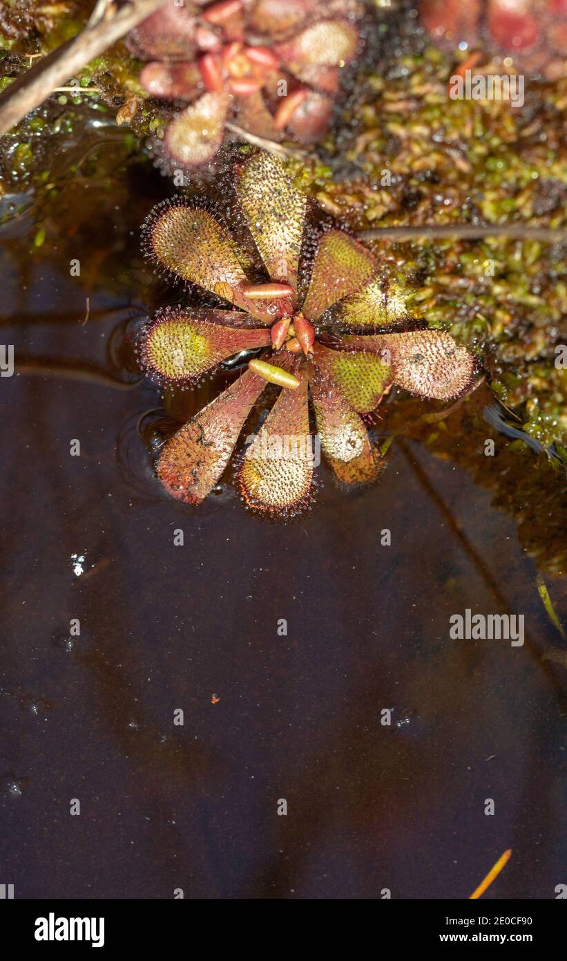 Drosera hamiltonii, eine fleischfressende Pflanze, die in nassem Lebensraum nahe Walpole in Westaustralien wächst Stockfoto