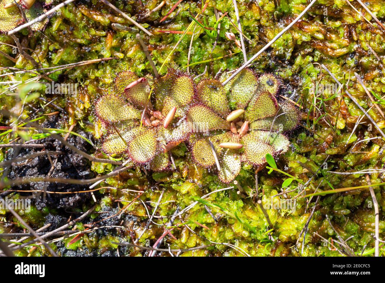 Zwei grüne Rosetten der seltenen endemischen fleischfressenden Pflanze Drosera Hamiltonii in natürlichen Lebensraum östlich von Walpole im Westen gesehen Australien Stockfoto