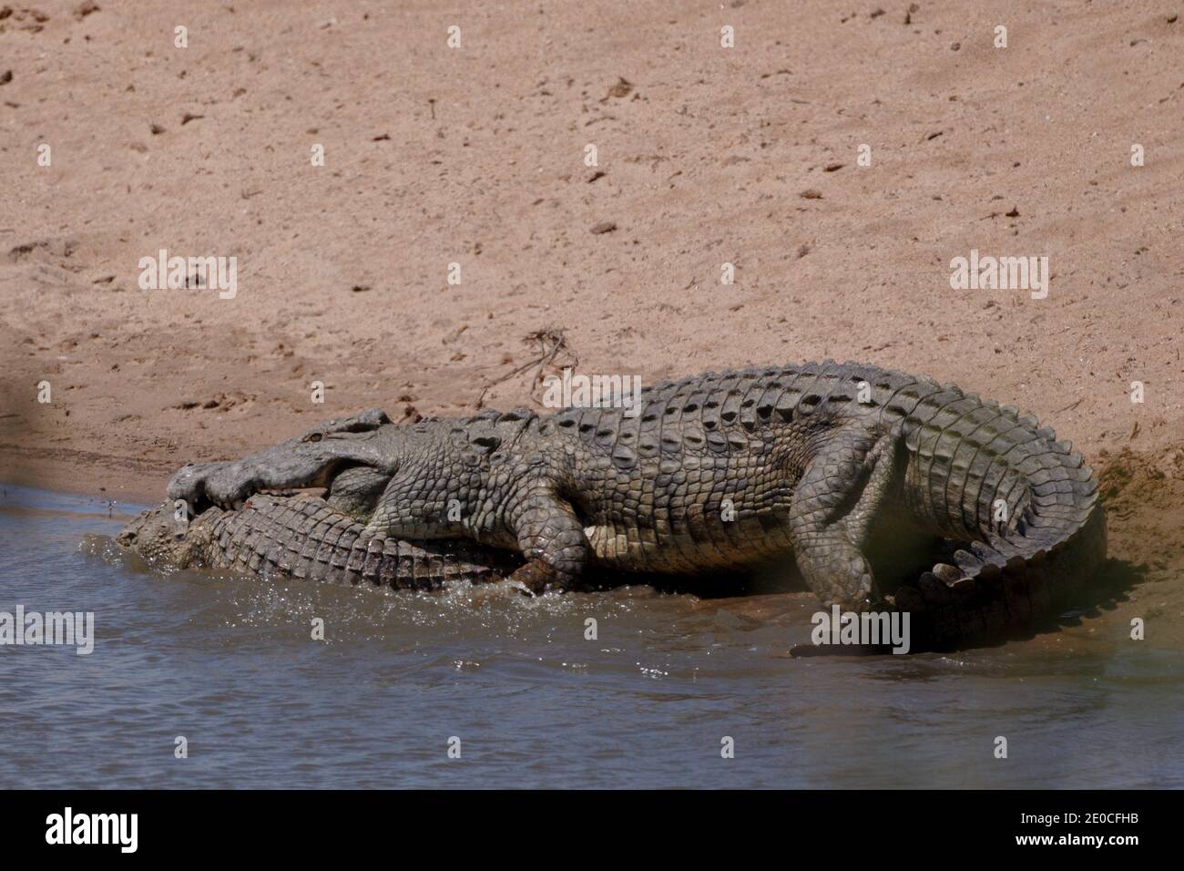 Der hungrige Kroke steigt mit seinem Fang im Schlepptau zurück in den Fluss. KRUGER NATIONALPARK, SÜDAFRIKA: DIESES KROKODIL war so hungrig, dass es EIN o ASS Stockfoto