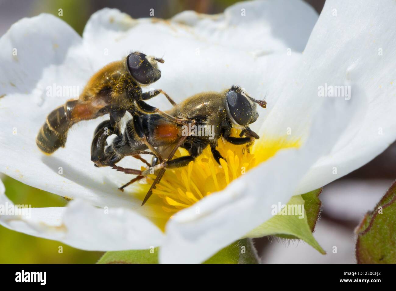 Schwebfliege, Paarung, Pärchen, Kopulation, Kopula, Merodon spec., Hoverfly, Pairing, Kroatien, Kroatien Stockfoto