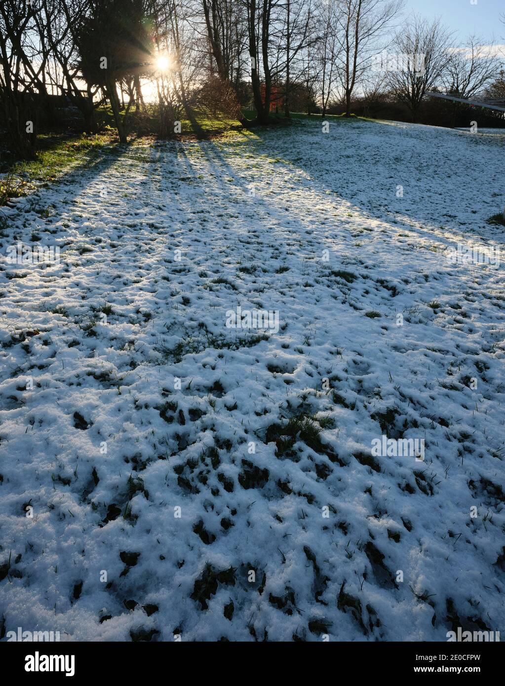 Am späten Nachmittag im Dezember scheint eine sinkende Sonne durch Fir und Hazel Setzlinge auf einem verschneiten Yorkshire Kleinbetrieb Stockfoto