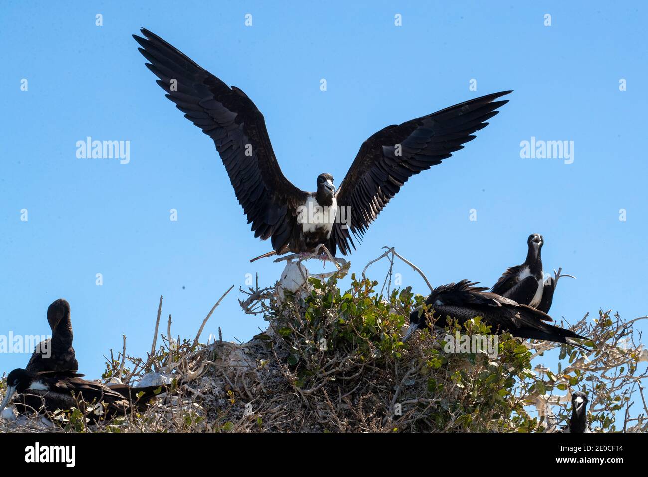 Ausgewachsener weiblicher prächtiger Fregattvogel (Fregata magnificens), auf Nest, Isla del Espiritu Santo, Baja California Sur, Mexiko Stockfoto
