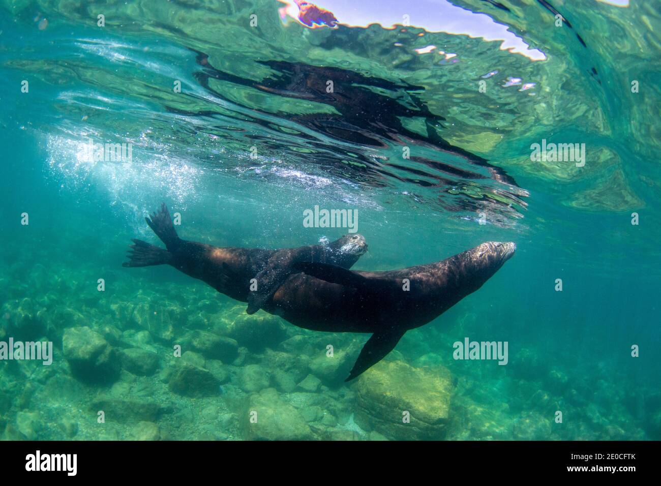 Kalifornischer Seelöwe (Zalophus californianus), Unterwasser bei Los Islotes, Baja California Sur, Mexiko Stockfoto