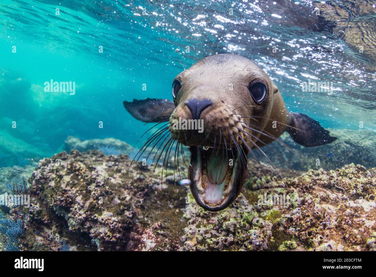 Kalifornischer Seelöwe (Zalophus californianus), Unterwasser bei Los Islotes, Baja California Sur, Mexiko Stockfoto