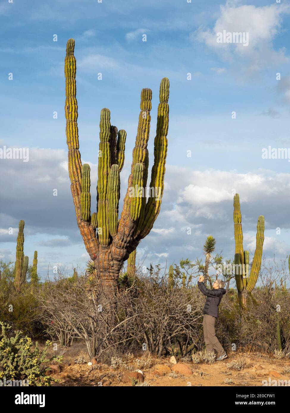 Fotograf in der Sierra de San Francisco, El Vizcaino Biosphere Reserve, Baja California Sur, Mexiko Stockfoto
