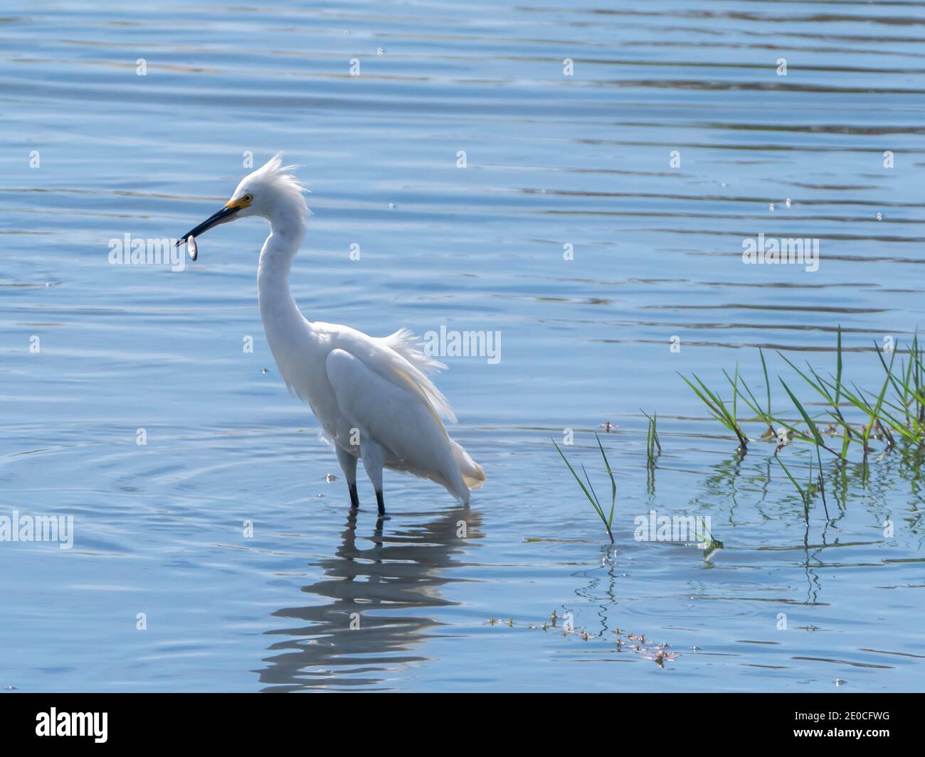 Ausgewachsener Schneegreiher (Egretta thula), mit Fischen in Gezeitenmündung, San Jose del Cabo, Baja California Sur, Mexiko Stockfoto