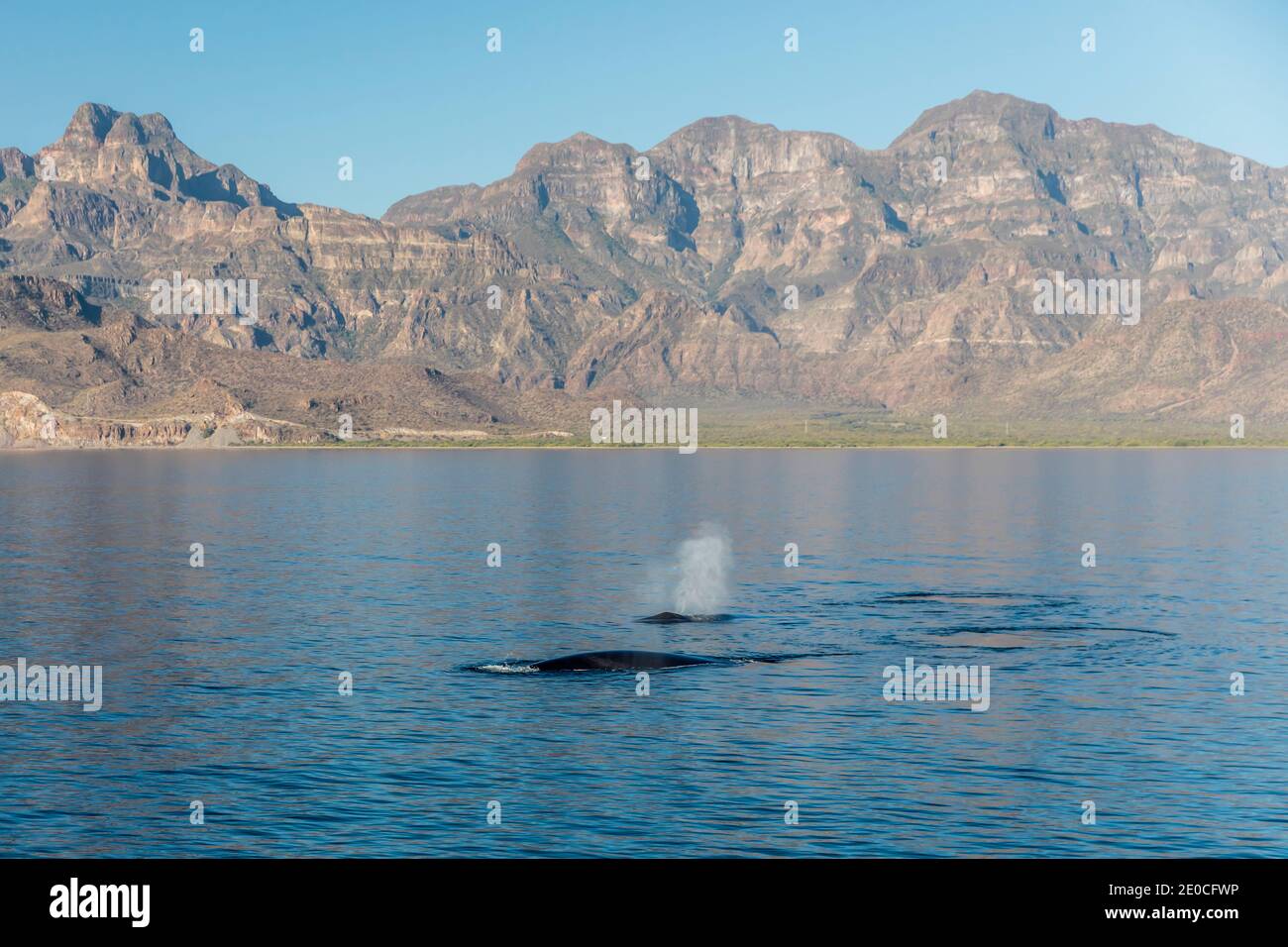 Ausgewachsene Finnwale (Balaenoptera physalus) tauchen im Loreto Bay National Park, Baja California Sur, Mexiko auf Stockfoto