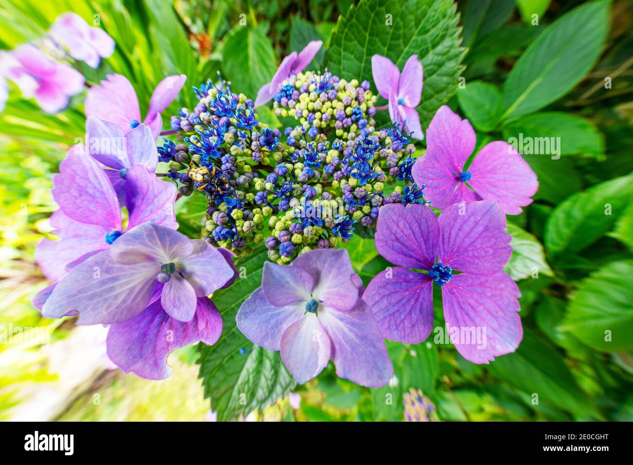 Nahaufnahme der Gartenblume Spitze Kappe Hortensia Stockfoto