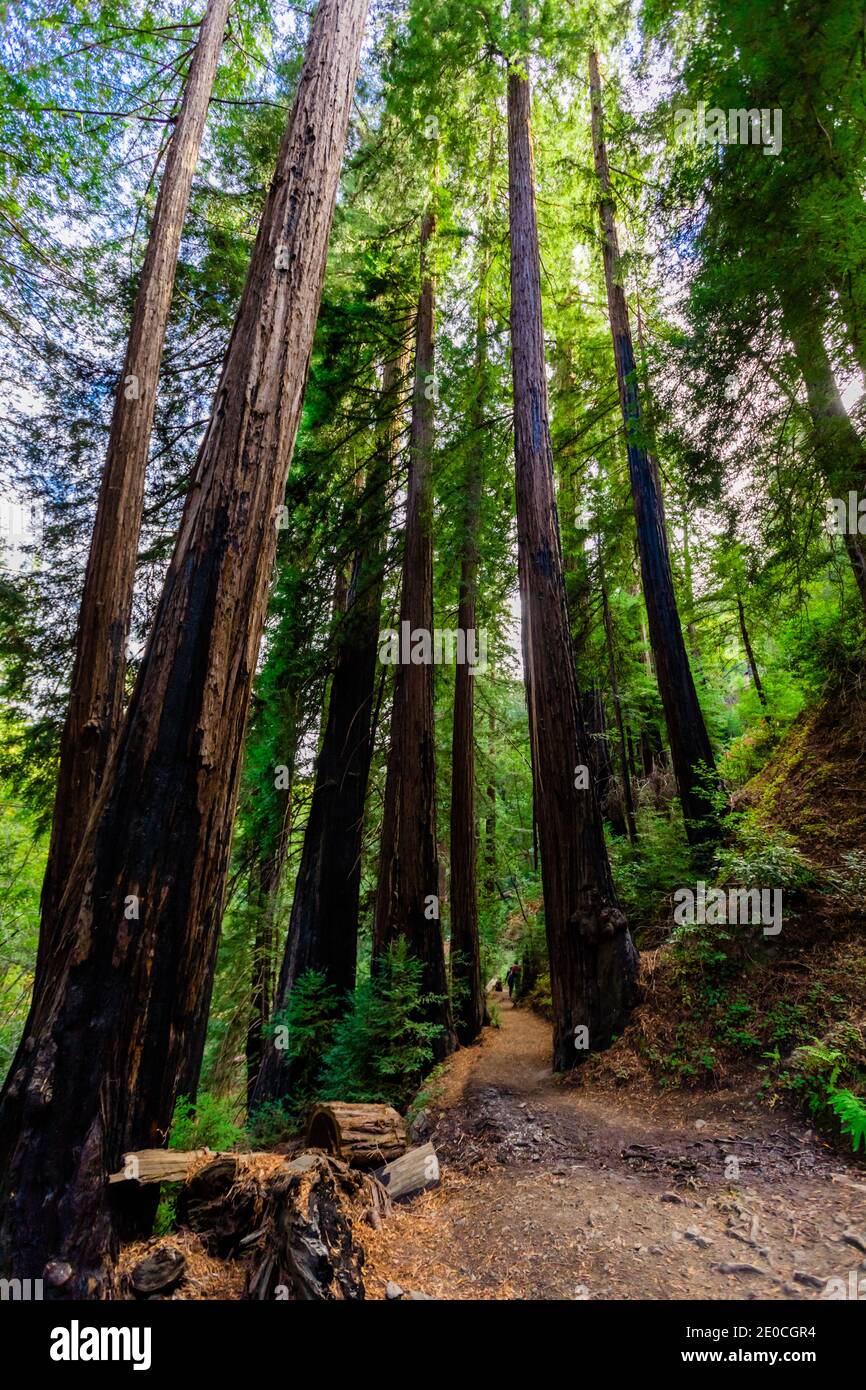 Schöne Riesenmammutbäume, Big Sur, Kalifornien, Vereinigte Staaten von Amerika Stockfoto