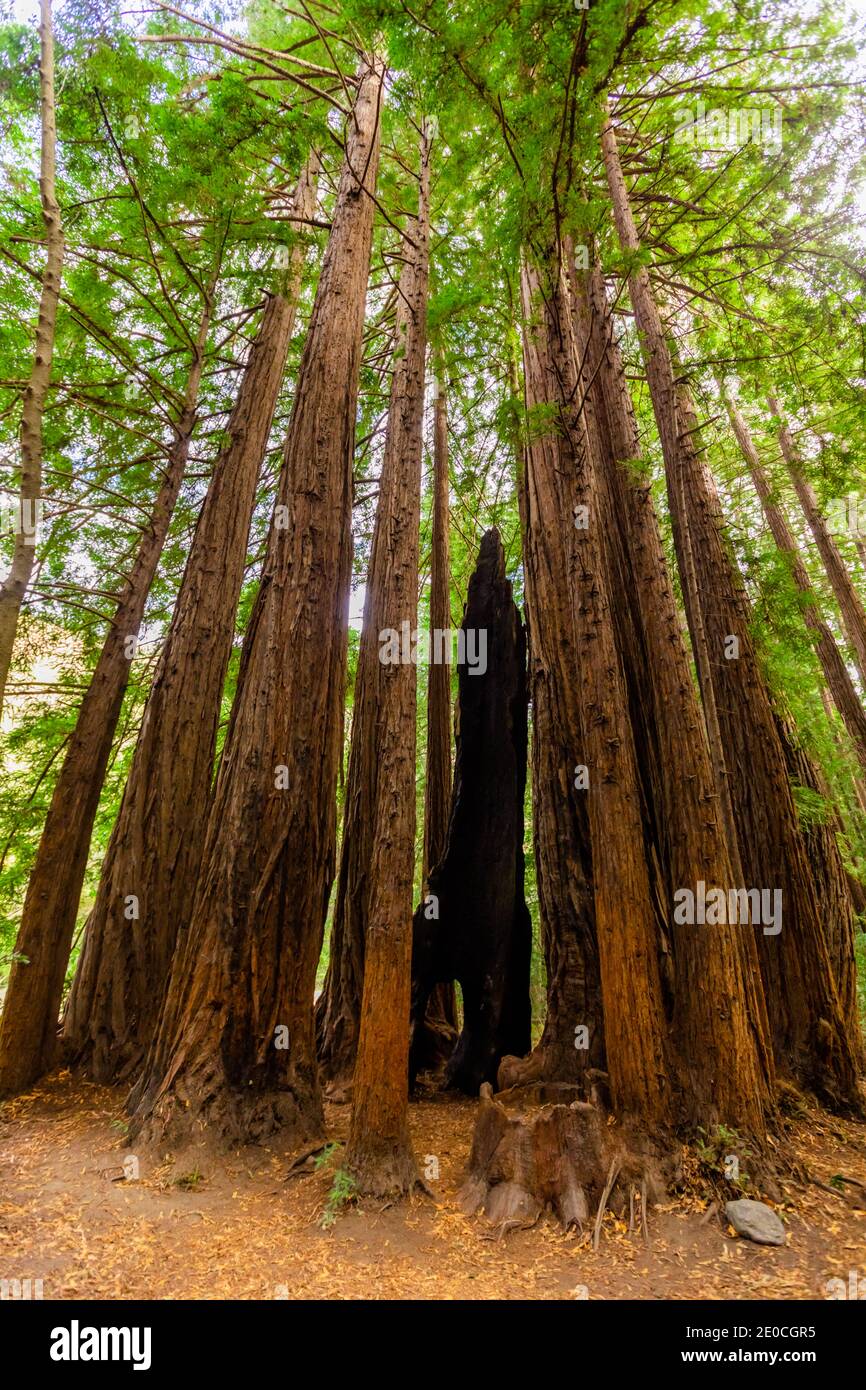 Schöne Riesenmammutbäume, Big Sur, Kalifornien, Vereinigte Staaten von Amerika Stockfoto