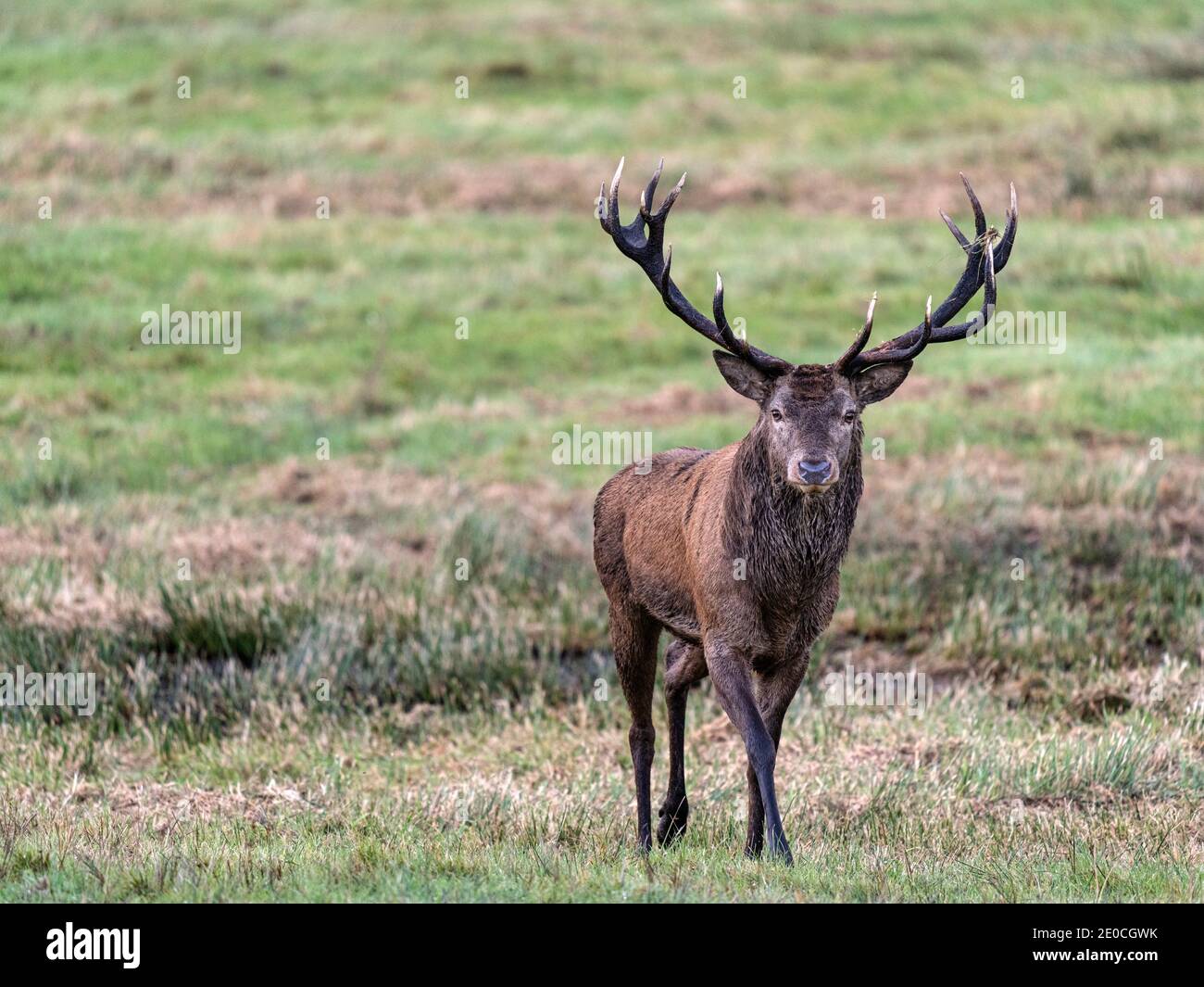 Red Deer, Killarney National Park, County Kerry, Munster, Republik Irland, Europa Stockfoto