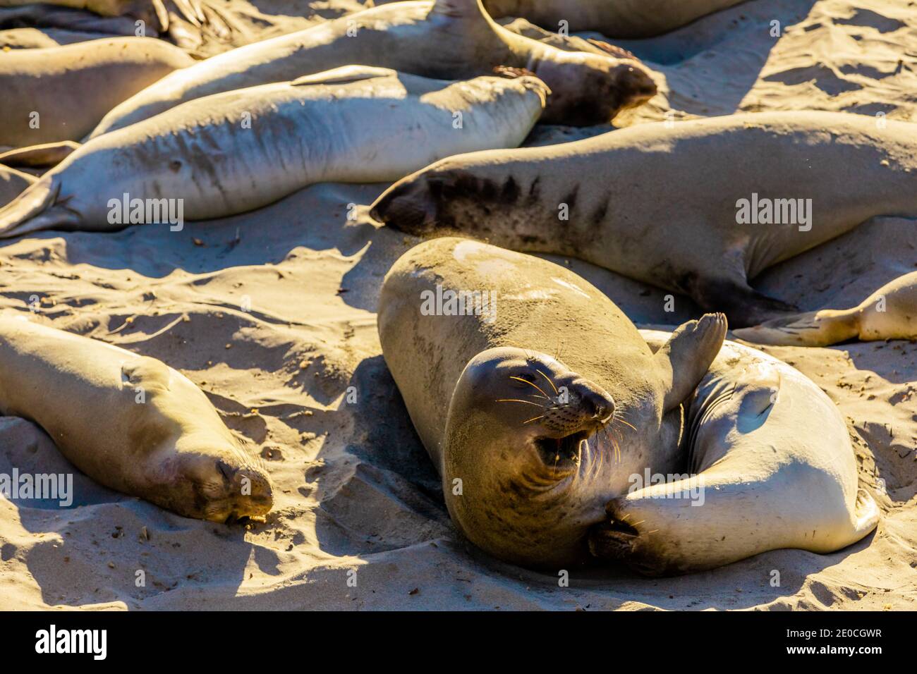 Robben am Strand in der Sonne baden, Big Sur, Kalifornien, Vereinigte Staaten von Amerika Stockfoto