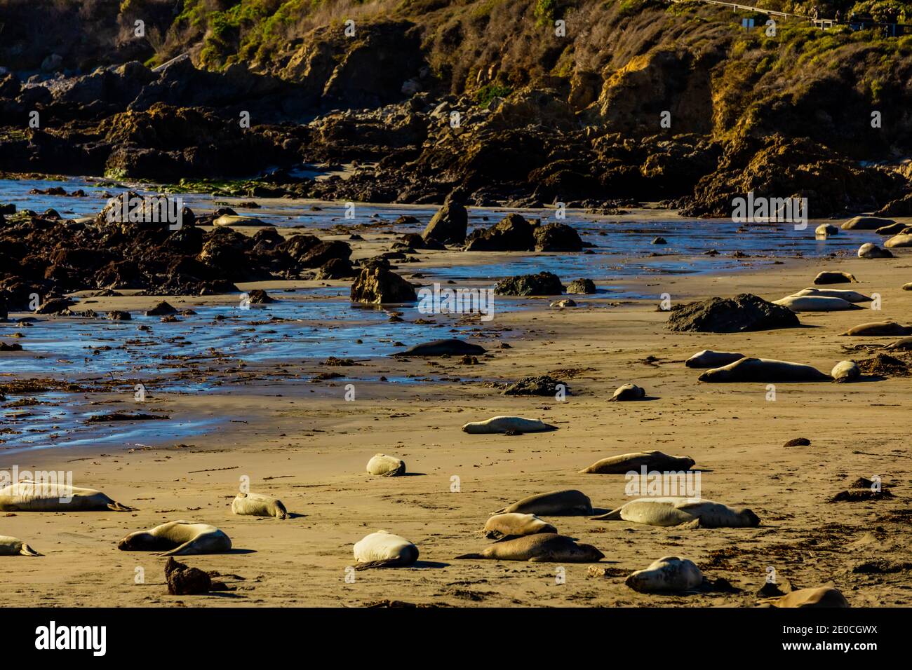 Robben am Strand in der Sonne baden, Big Sur, Kalifornien, Vereinigte Staaten von Amerika Stockfoto
