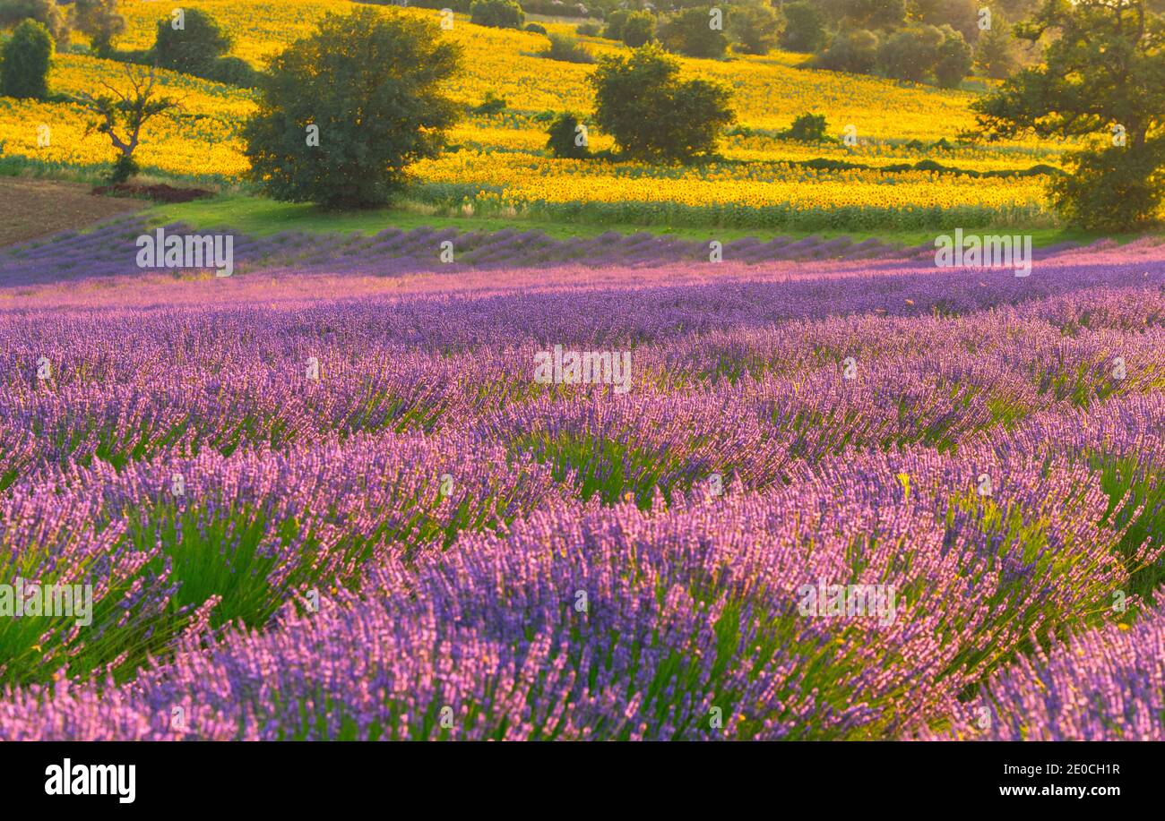Lavendelfelder bei Sonnenuntergang, Corinaldo, Marken, Italien, Europa Stockfoto