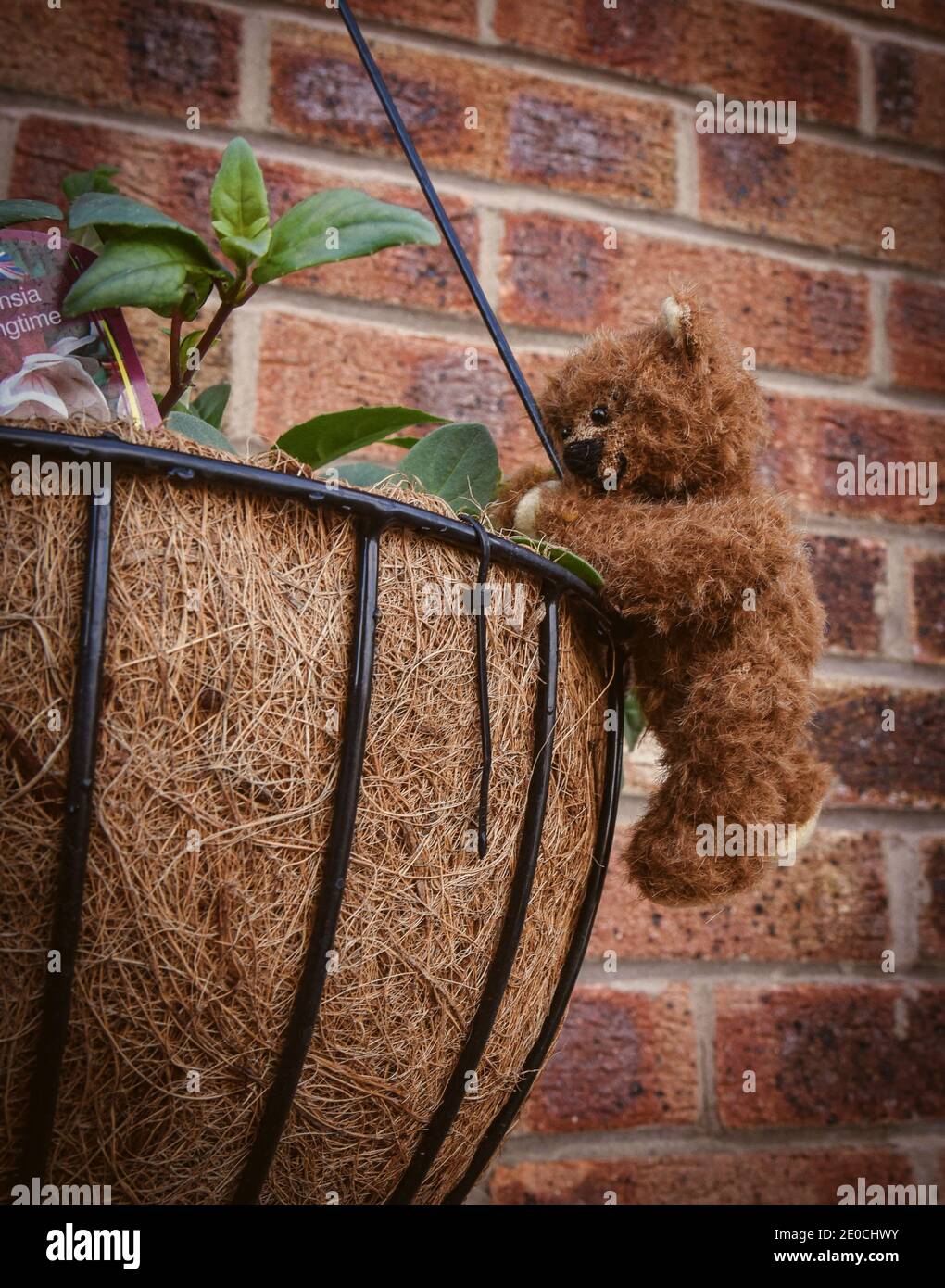 Miniatur-hausgemachten Teddybär, der sich an einem hängenden Korb festklammert Draußen mit Fuschienpflanzen im Frühjahr Stockfoto