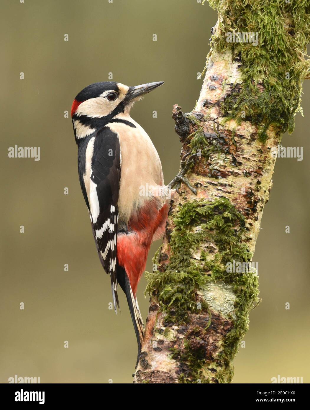 Buntspecht oder Buntspecht auf moosiger Silberbirke Stockfoto
