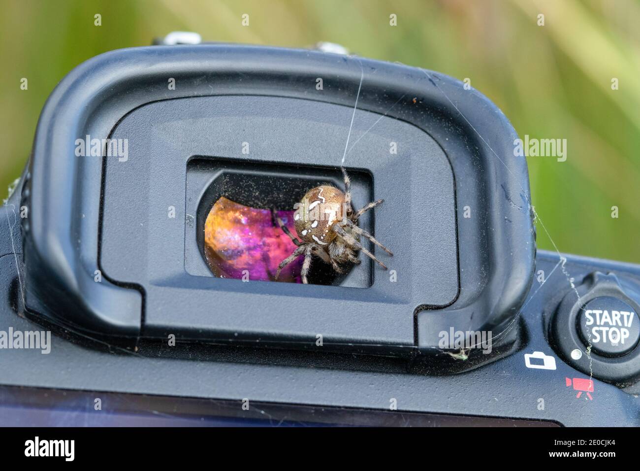 Araneus quadratus Spider auf dem Sucher der Kamera Stockfoto