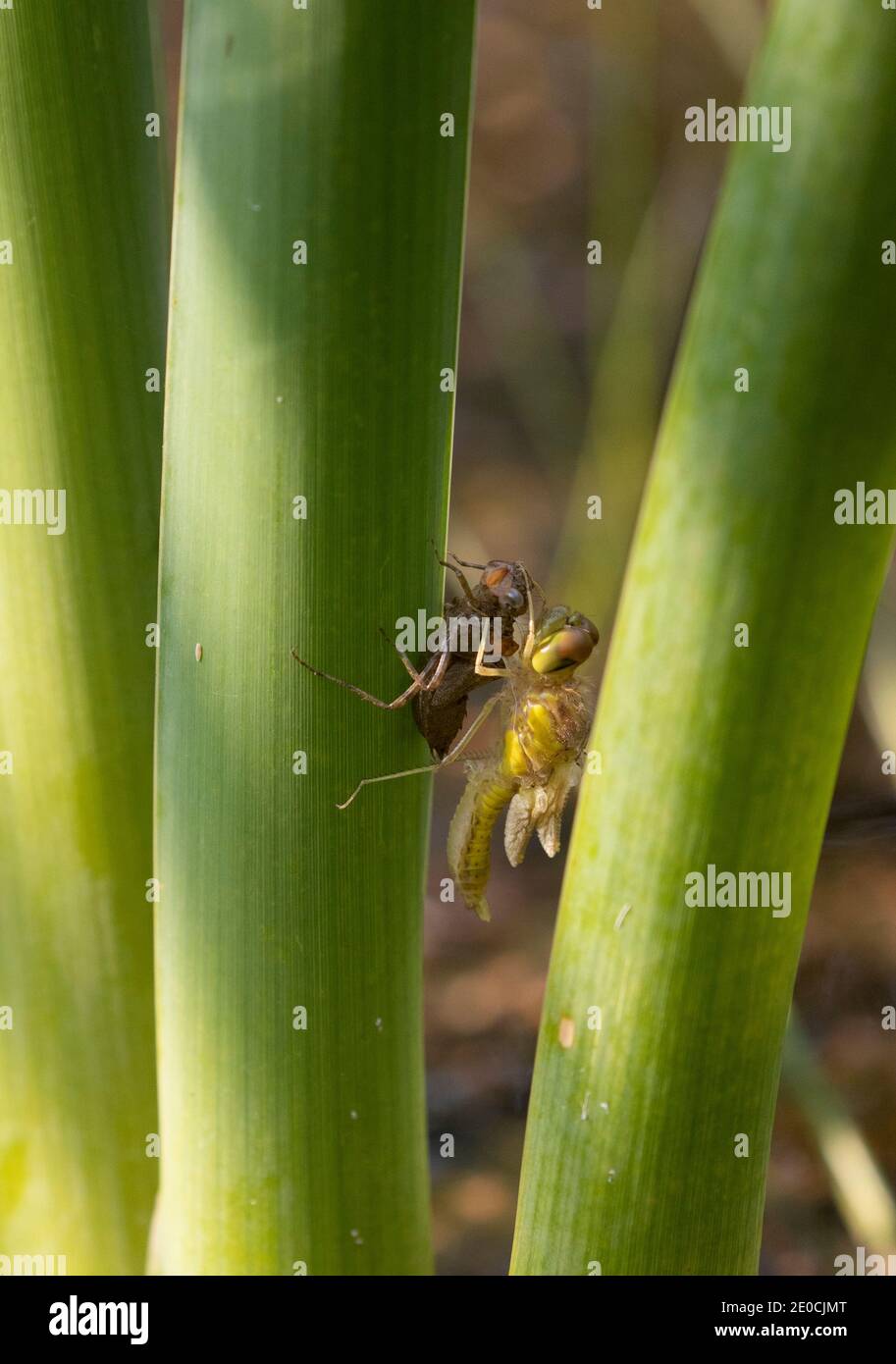 Gemeine Darter Libelle, die aus Exuvia hervortritt Stockfoto