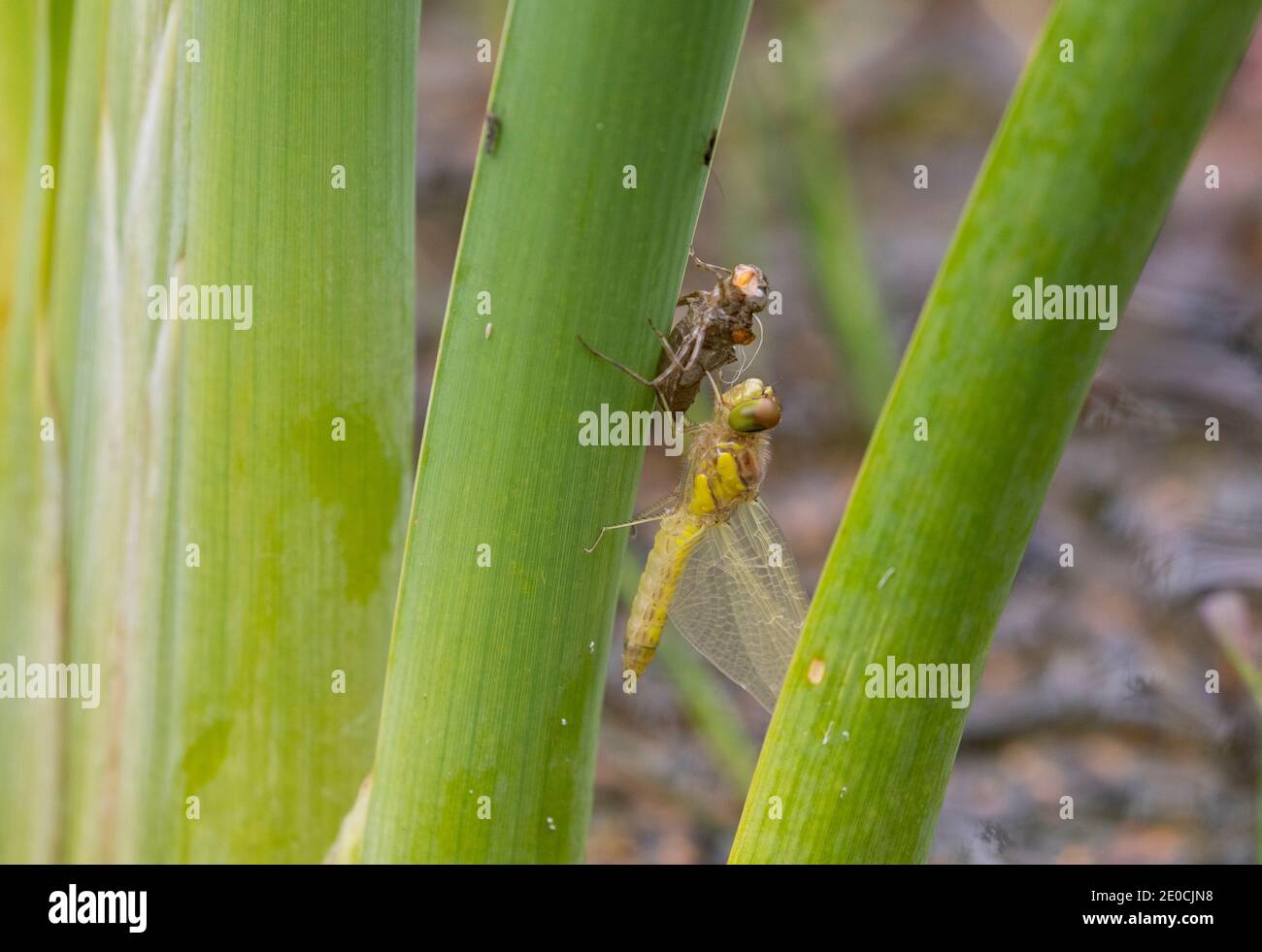 Gemeine Darter Libelle, die aus Exuvia hervortritt Stockfoto