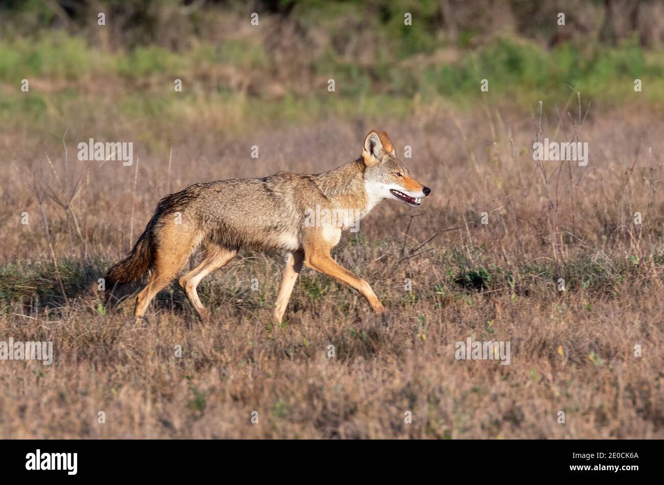 Coyote (Canis latrans), ein vermutlich natürlicher Hybrid mit rotem Wolf (Canis rufus), der über eine feuchte Wiese läuft, Galveston, Texas, USA. Stockfoto