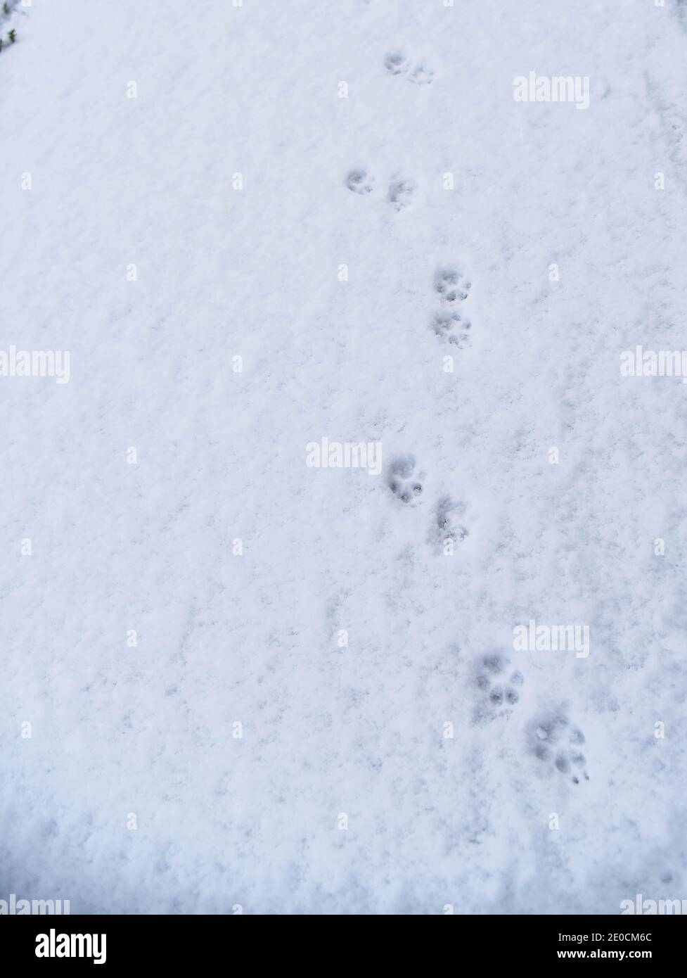 Hundepawprints im Schnee rechts mit Kopierplatz Stockfoto