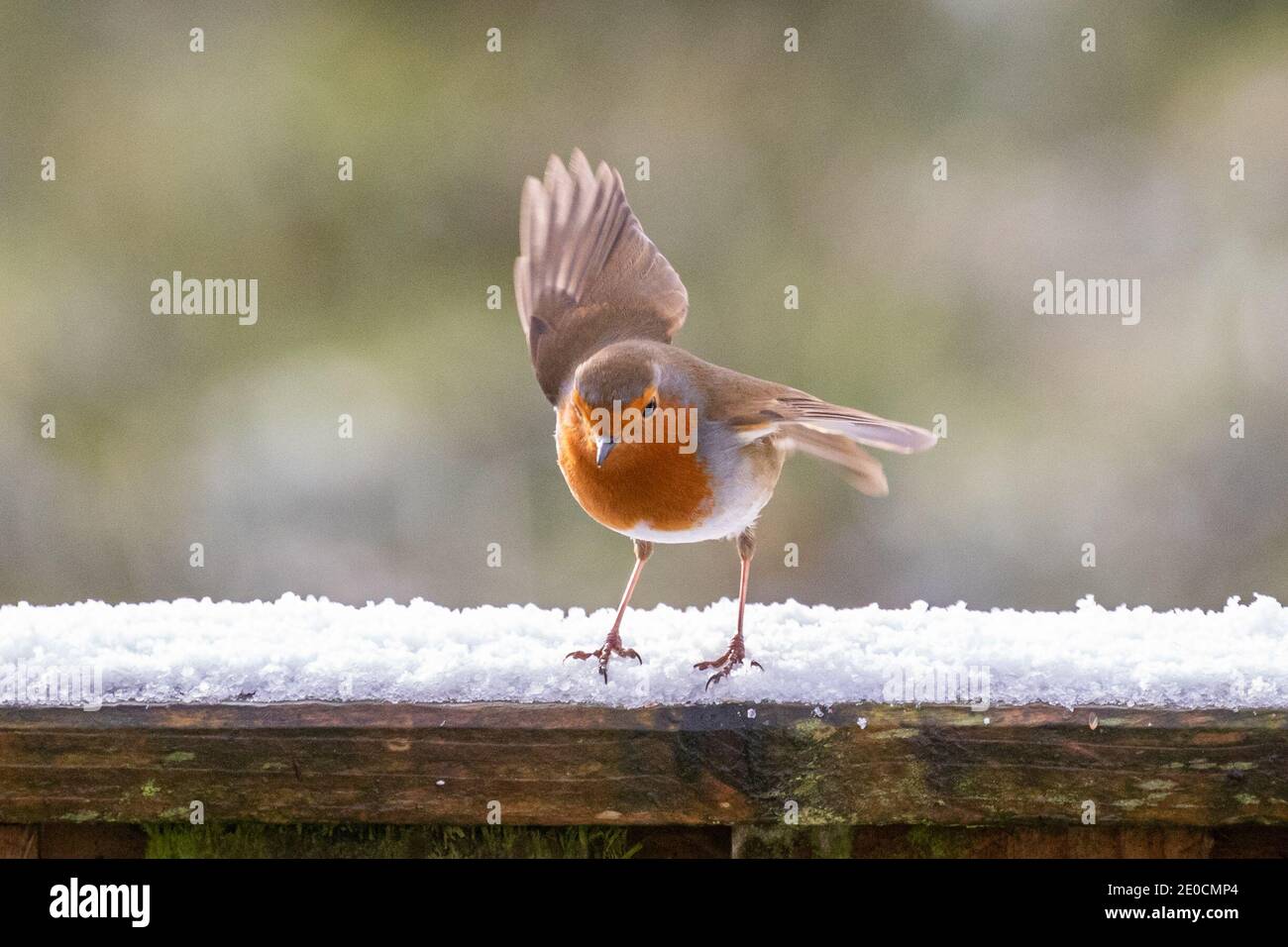 Wetter in Großbritannien: Ein Robin (Erithacus rubecula) steht an diesem kalten Morgen auf einem gefrorenen Zaun Stockfoto