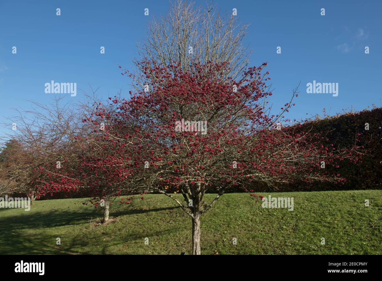 Leuchtend rote Herbstbeeren oder Früchte auf einem breiten Laub Cockspur Thorn Tree (Crataegus persimilis 'Prunifolia') Wächst in einem Garten in Rural Devon Stockfoto