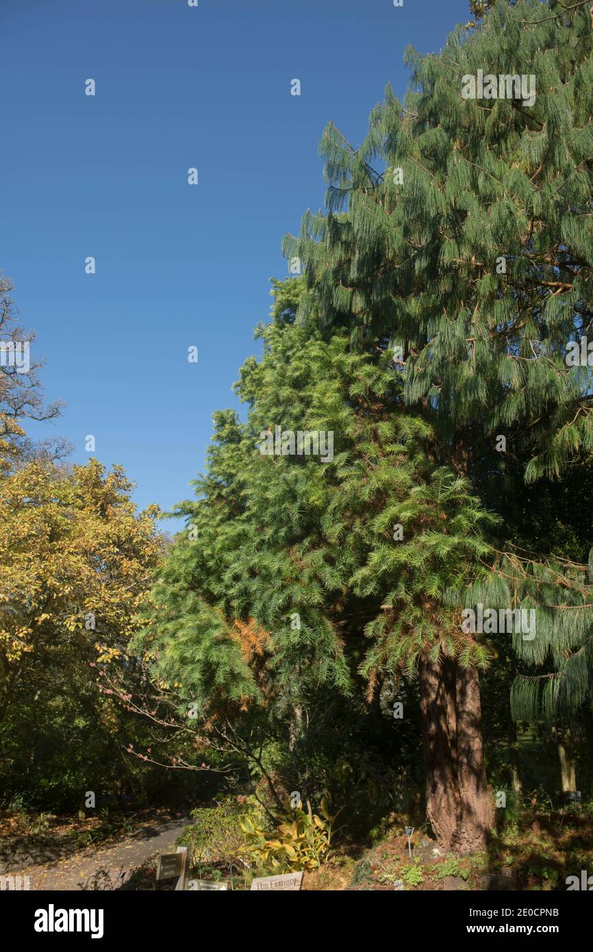 Herbstlaub eines chinesischen Tannenbaums (Cunninghamia lanceolata 'Ogishu'), der in einem Waldgarten in Rural Devon, England, Großbritannien wächst Stockfoto