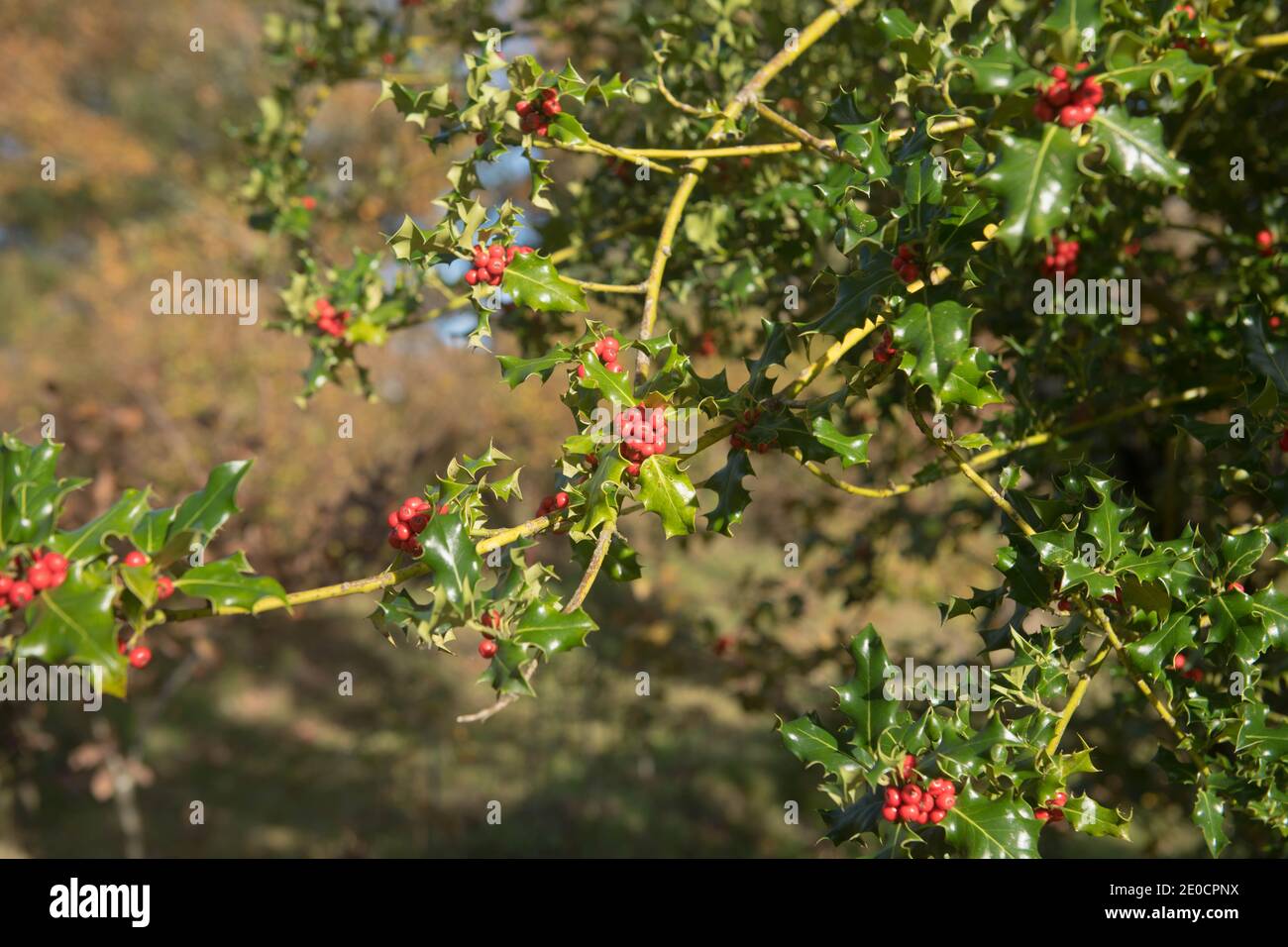 Rote Beeren oder Früchte und glänzende grüne Blätter eines Wild Holly Strauch (Ilex aquifolium), der in einer Hecke in Rural West Devon, England, Großbritannien wächst Stockfoto