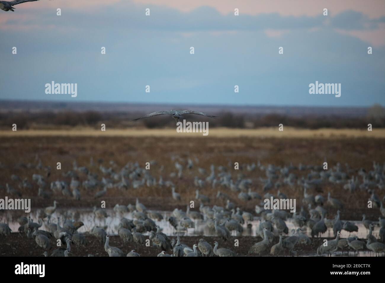 Sandhill Cranes bei Whitewater Draw Stockfoto