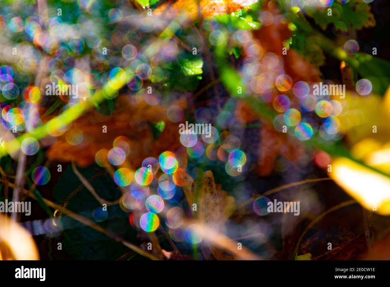 Defokussiertau tropft auf einem Spinnennetz zwischen Gras und Blätter Stockfoto